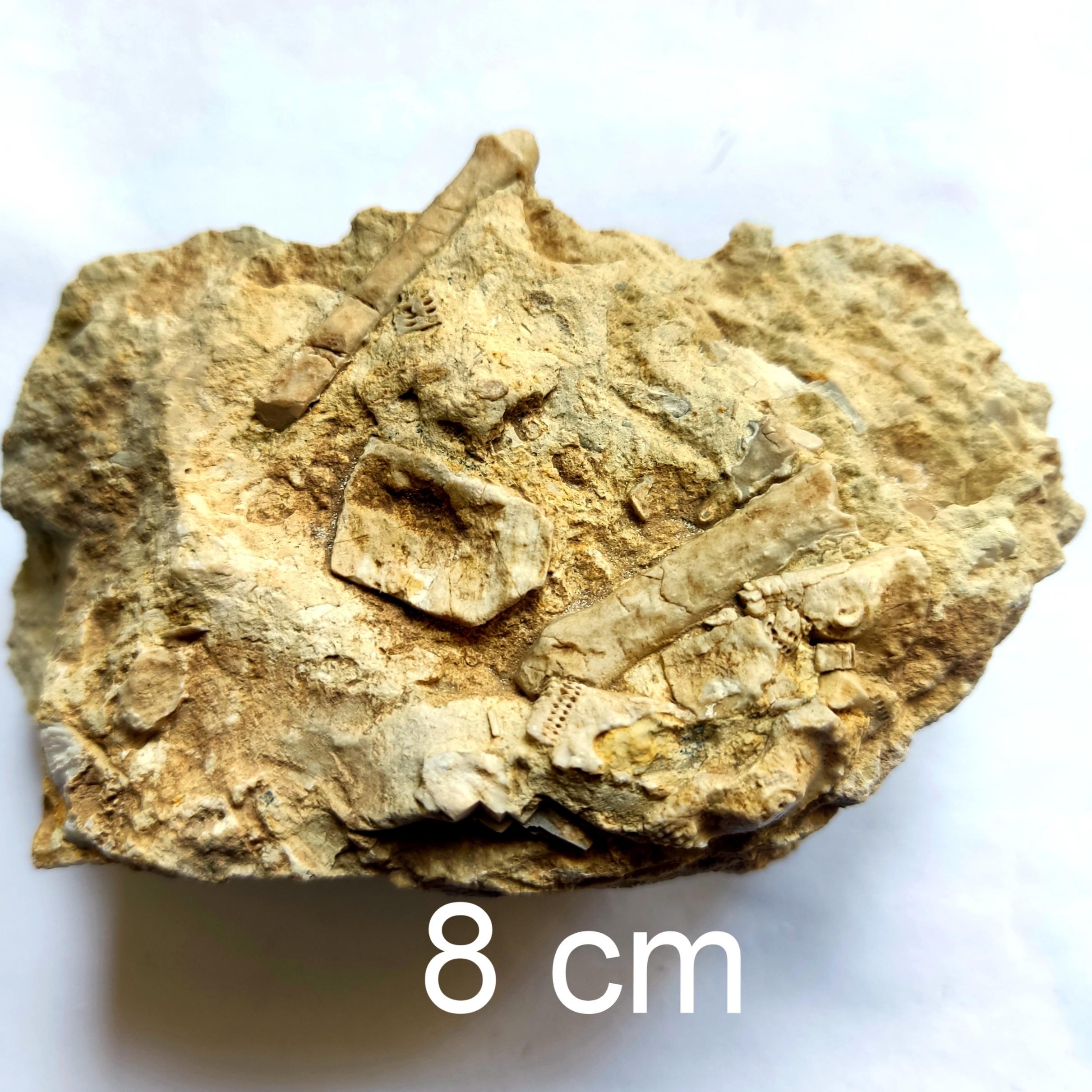 2 فسیل خار خارپوست کنار هم داخل سنگ