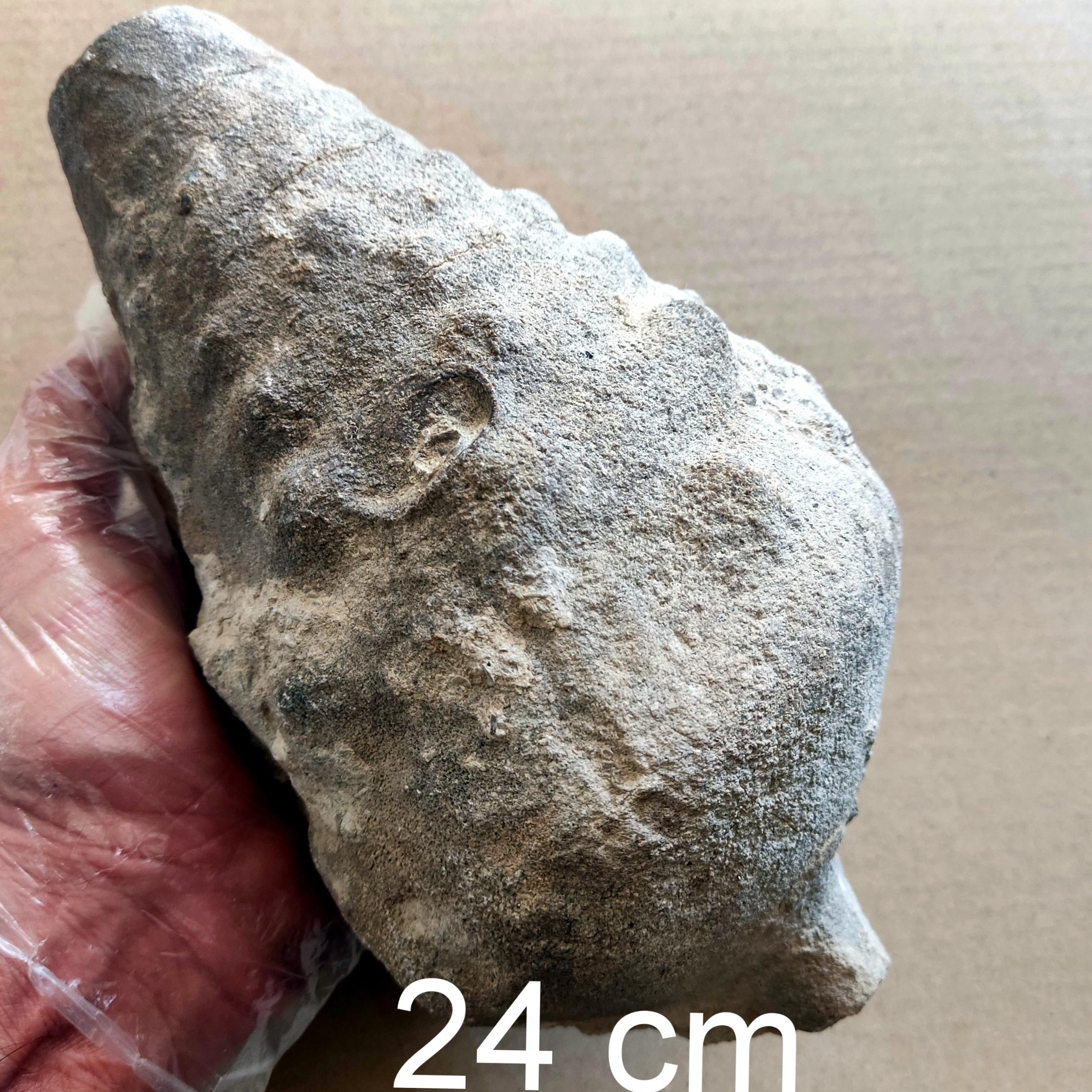 بزرگترین فسیل گاستروپود خاردار ایسام از کرتاسه