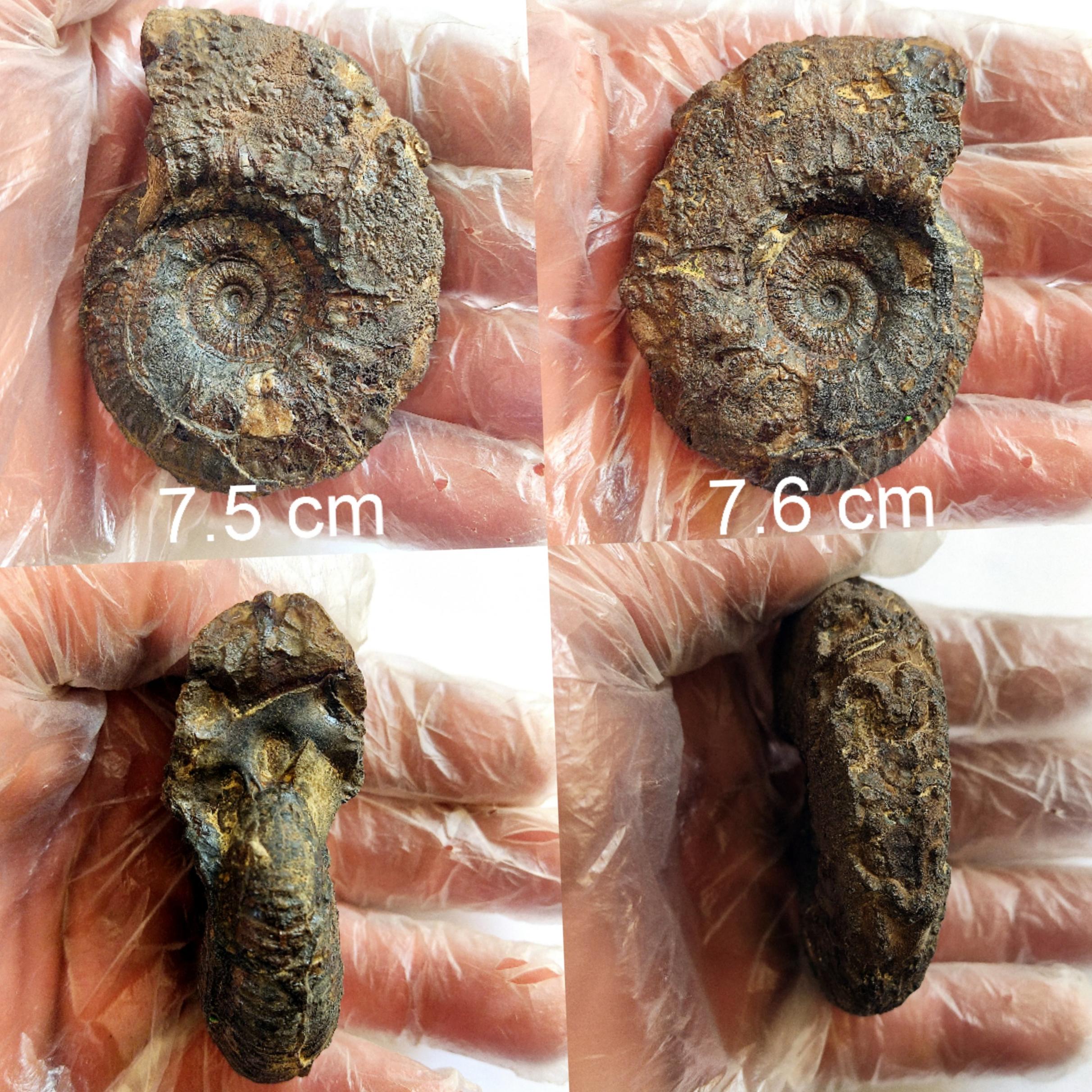 فسیل آمونیت سالم از کرتاسه کپه داغ 7 رو تمیز