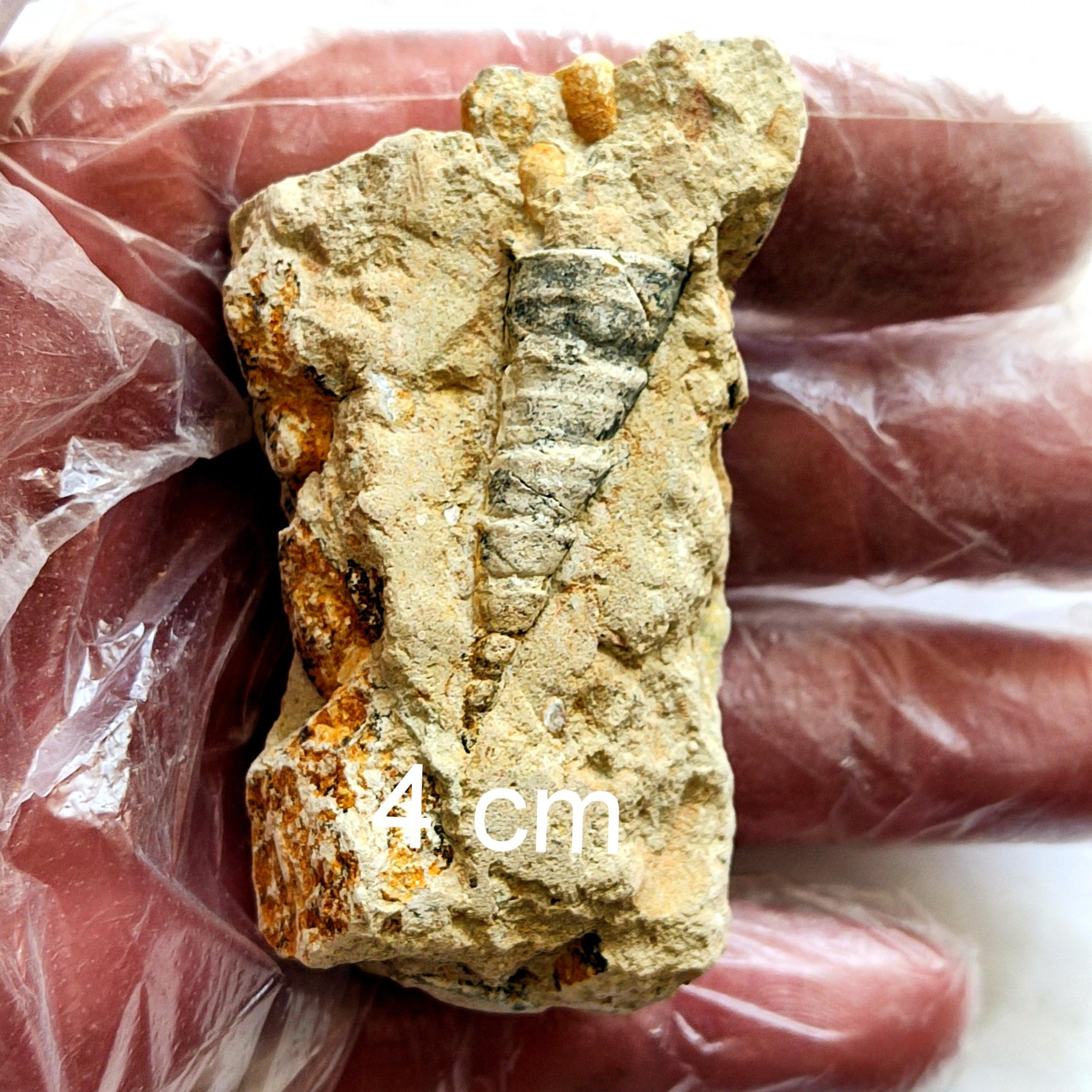 سنگ عرج آرامیده بر سنگ با 8 پیچشش کامل فسیل