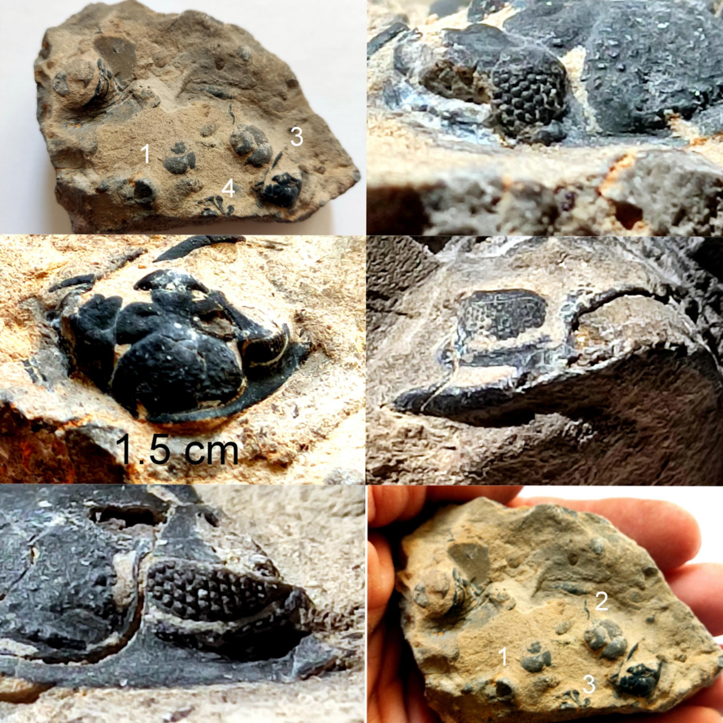 فسیل های گاستروپود تریلوبیت با لنز سالم دونین جدید