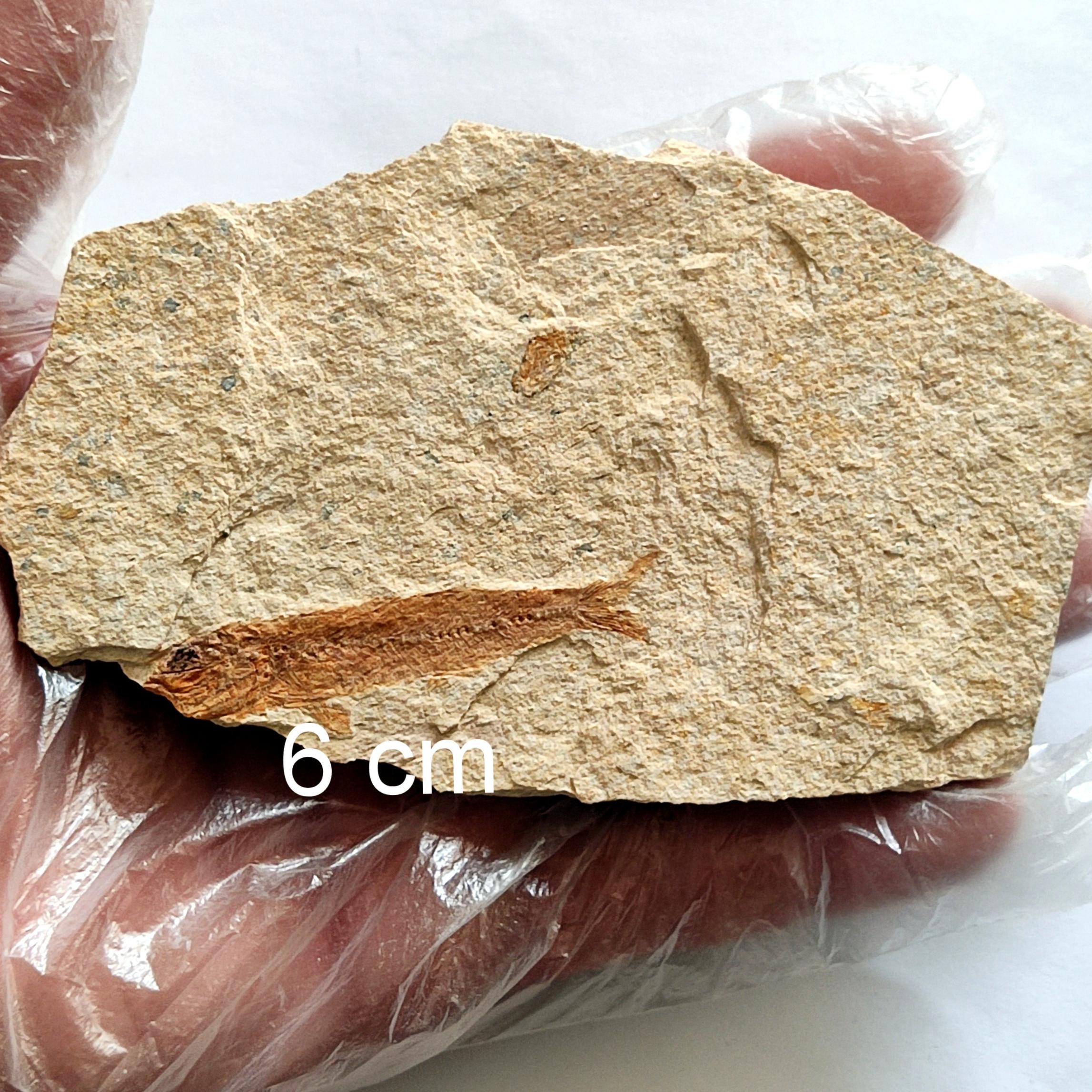 فسیل ماهی نارنجی