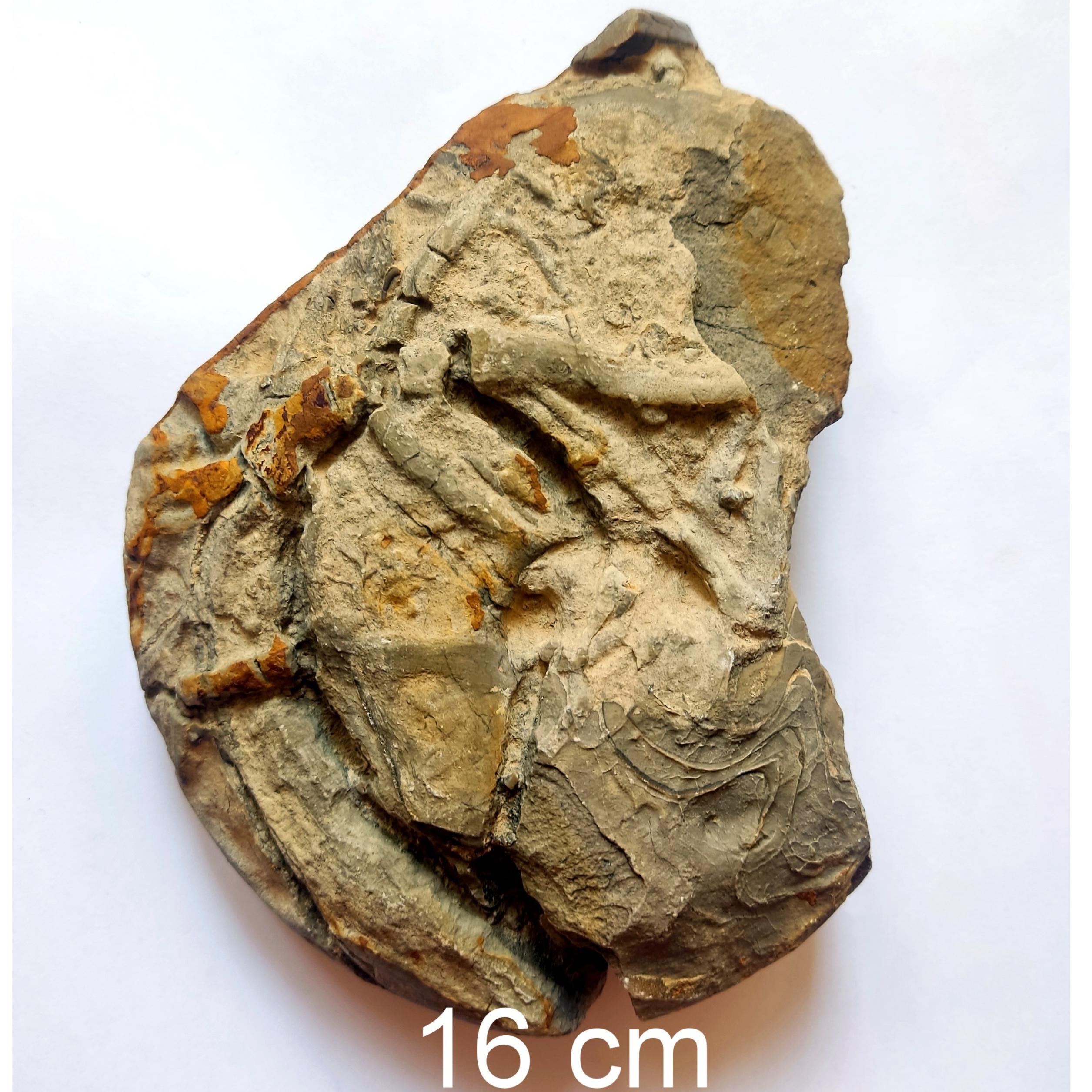 بزرگترین گونیاتیت ایسام با نمونه برداری علمی