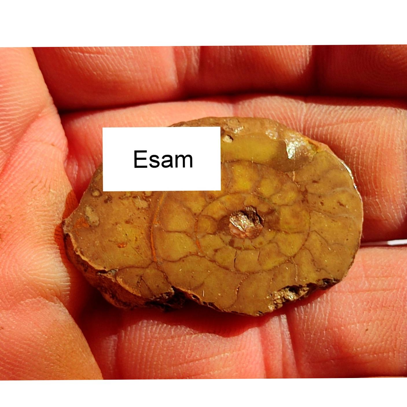 فسیل تخصصی اسلایس آمونیت ایران صادراتی کمیاب