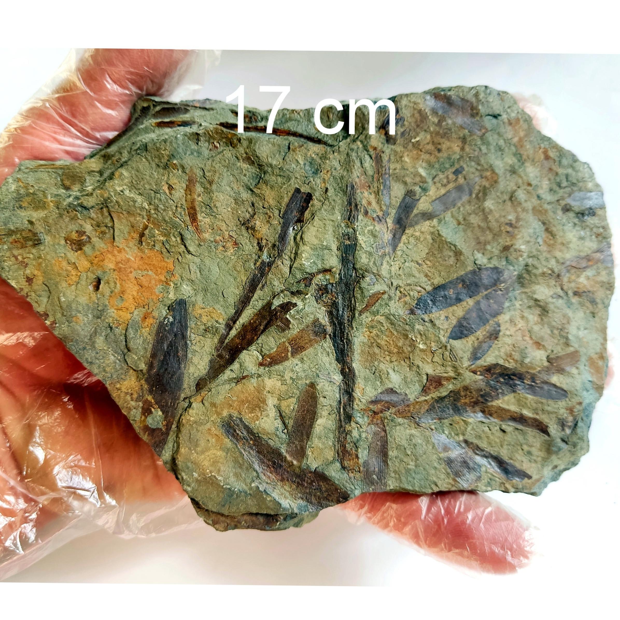 فسیل گیاهی سرخس در سنگی بزرگ 2 رو