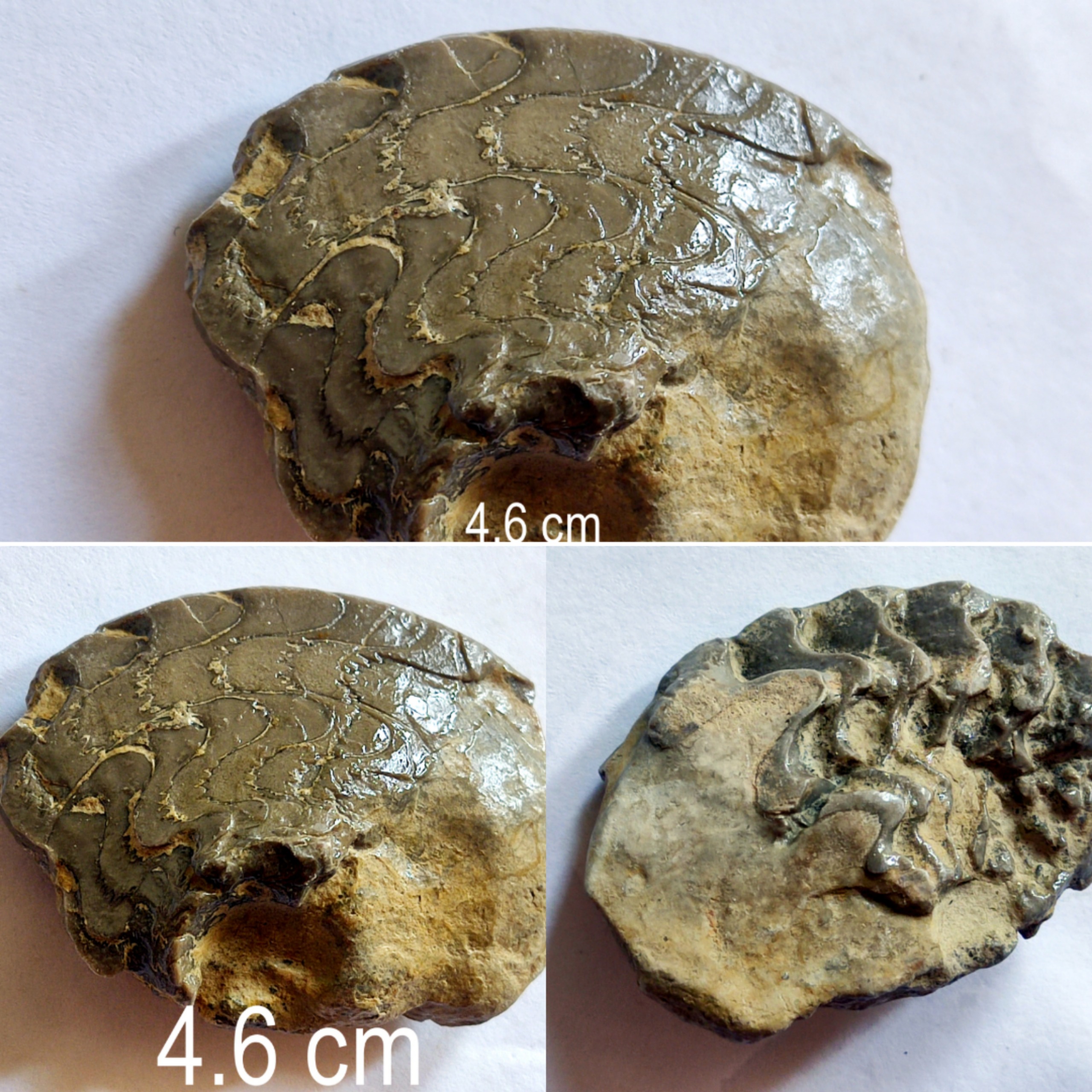 فسیل سراتیت و اسلایس طبیعی لب و سل آشکار