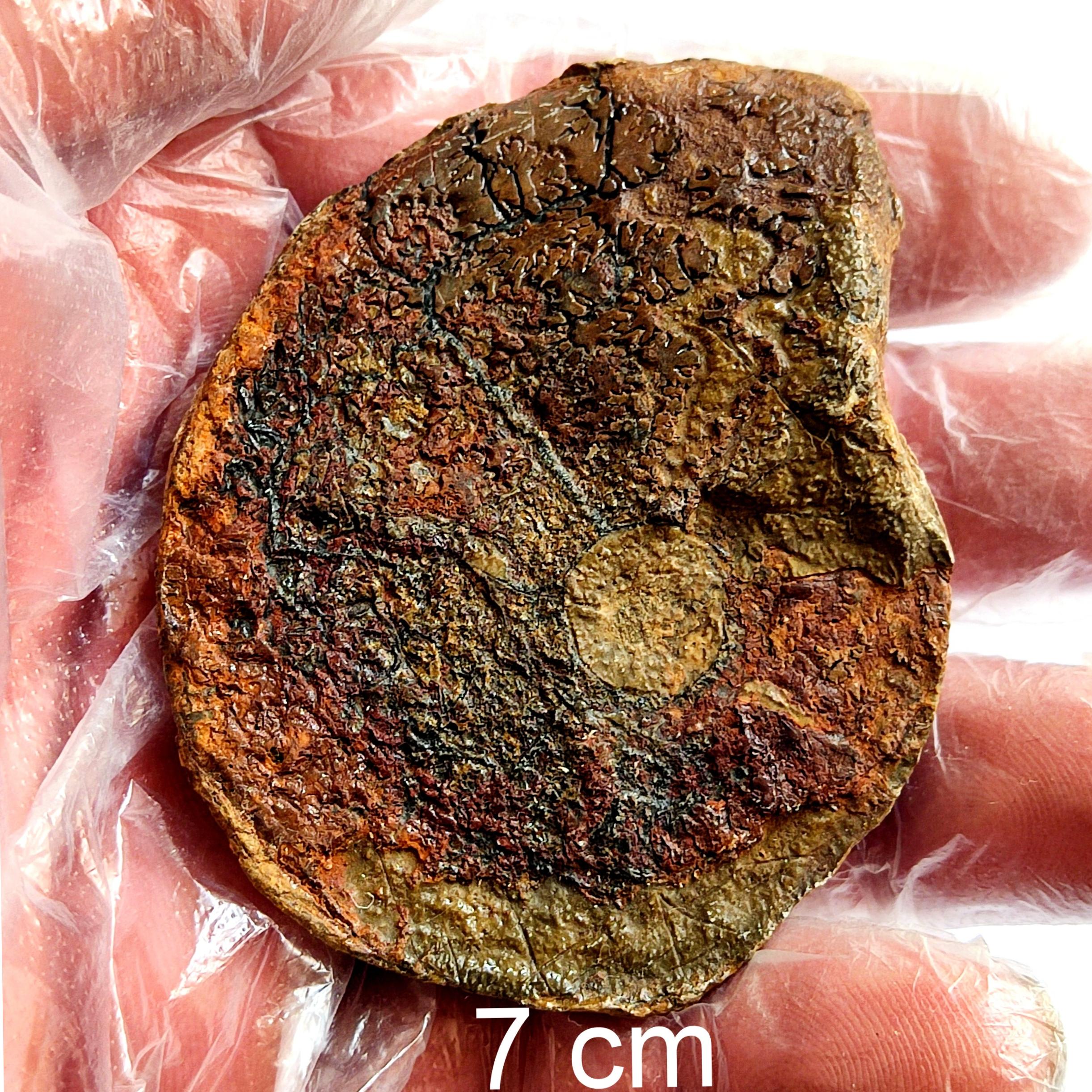 فسیل سراتیت کامل ، سالم ، شاخص و علمی