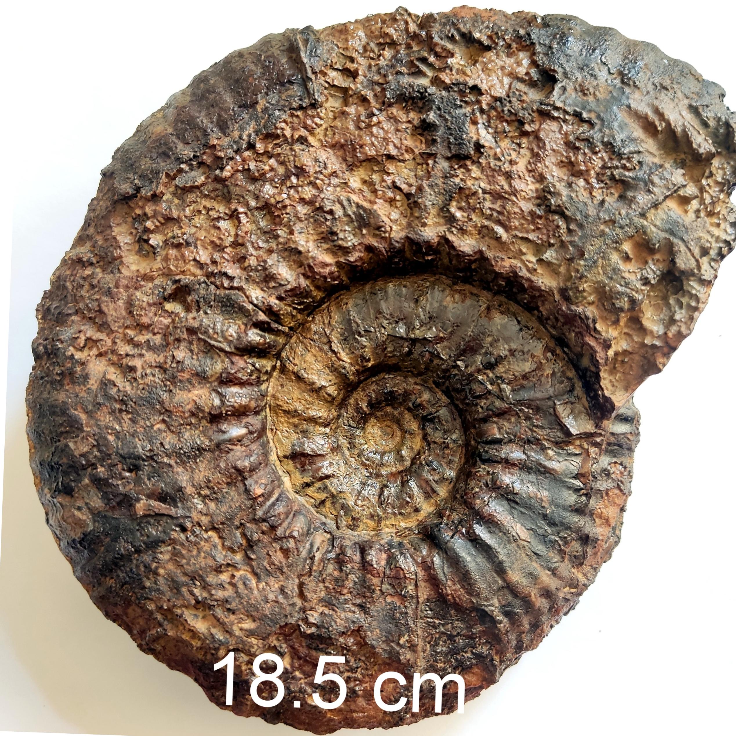 فسیل آمونیت مارپیچ از کرتاسه کپه داغ 2 رو