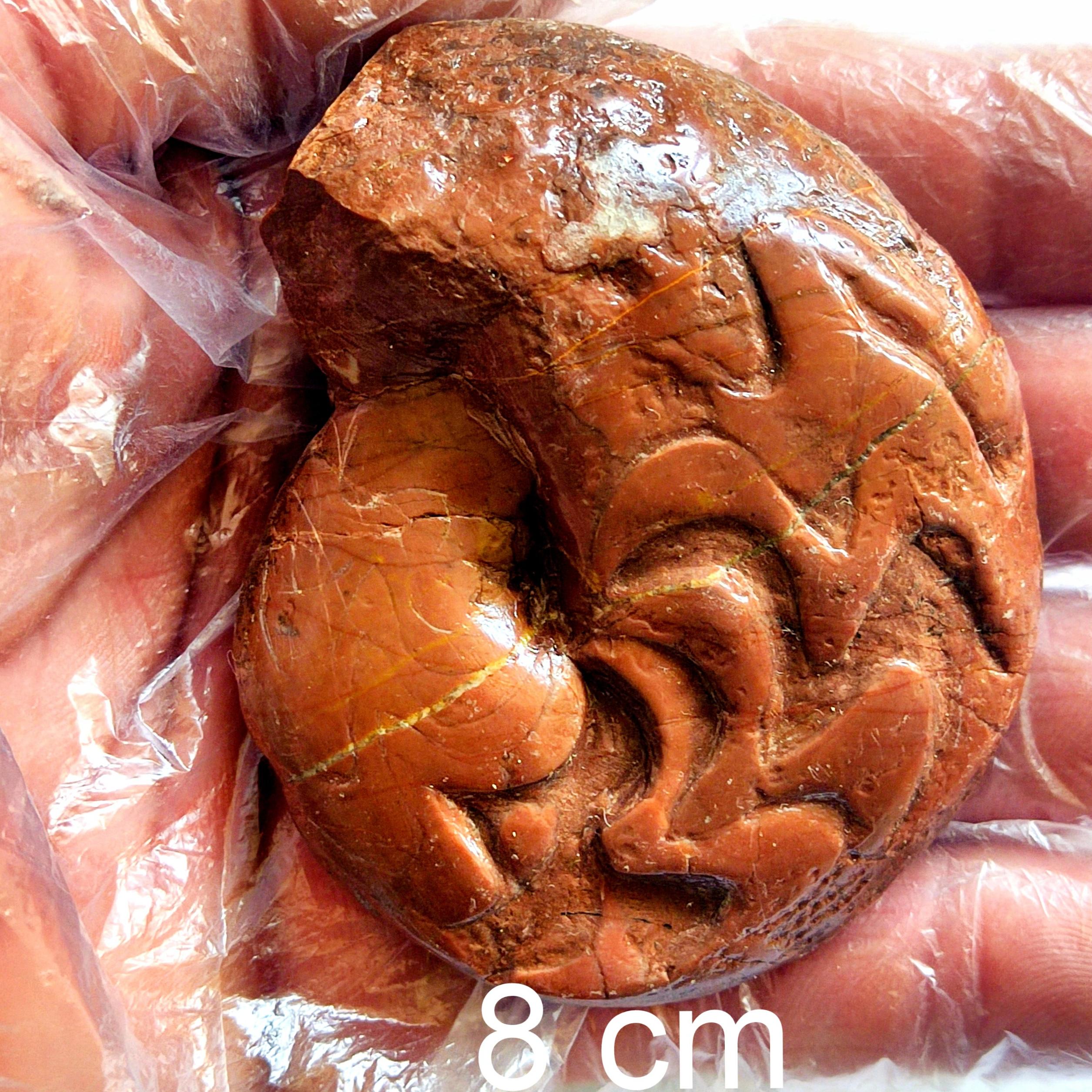 فسیل گونیاتیت از مرز پرموتریاس جلفا علمی و آموزنده