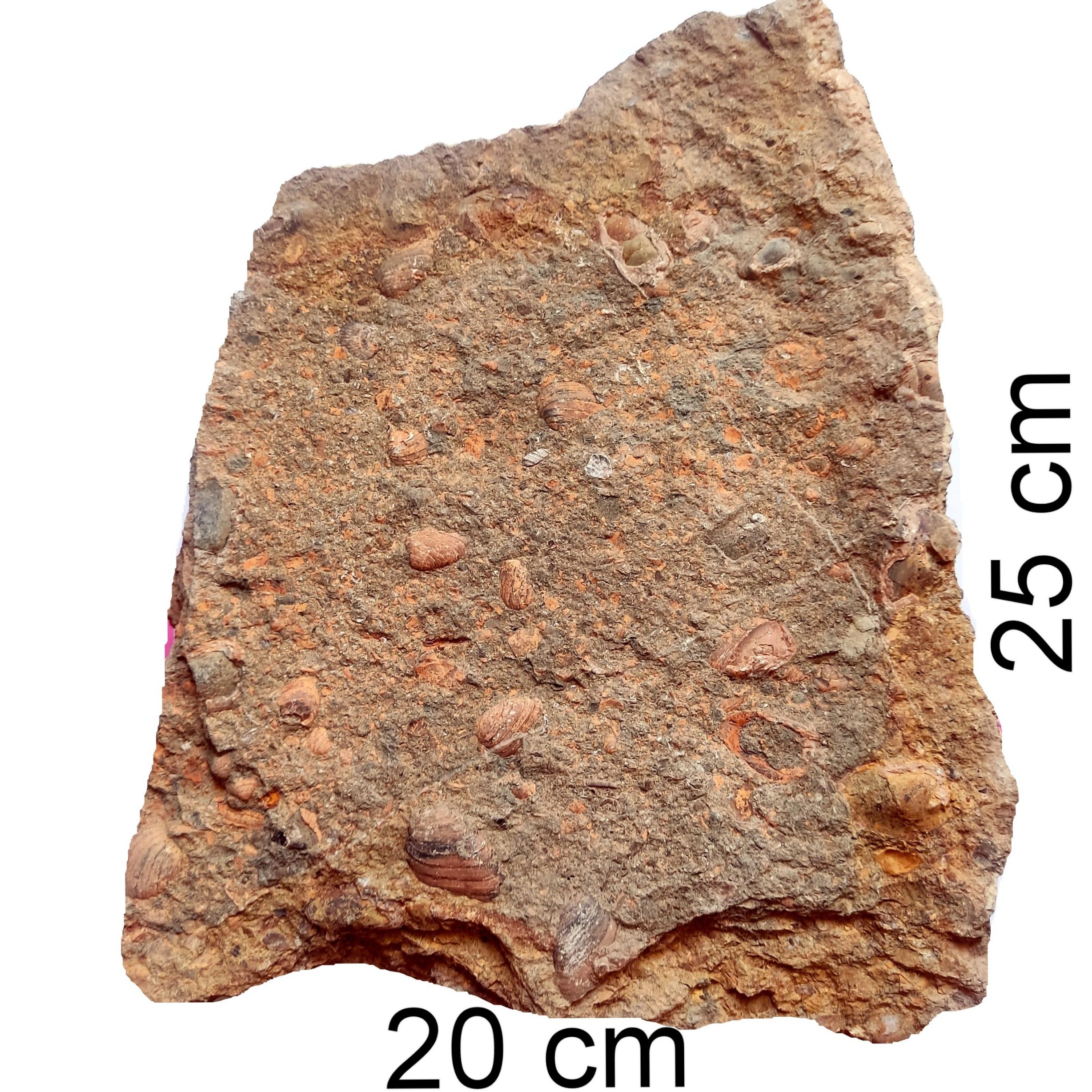 کلونی فسیلهای دو کفه ای و غیره از ژوراسیک مشهود