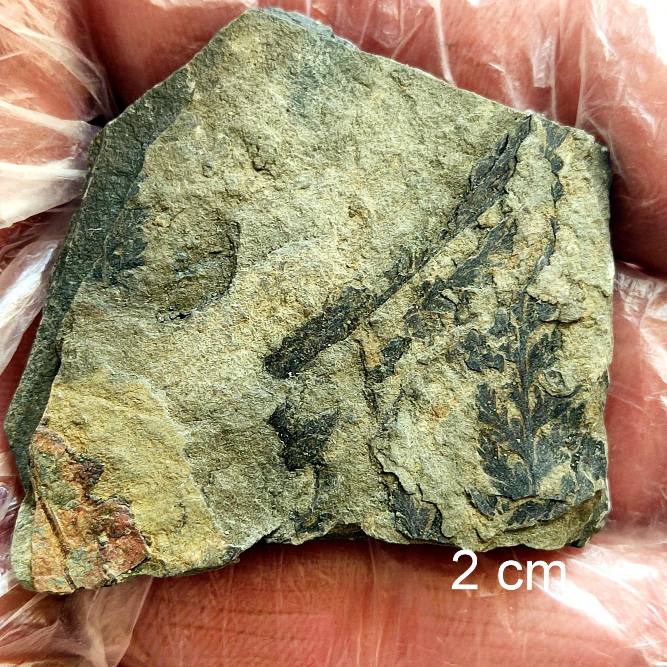 فسیل گیاهی شاخص از ژوراسیک