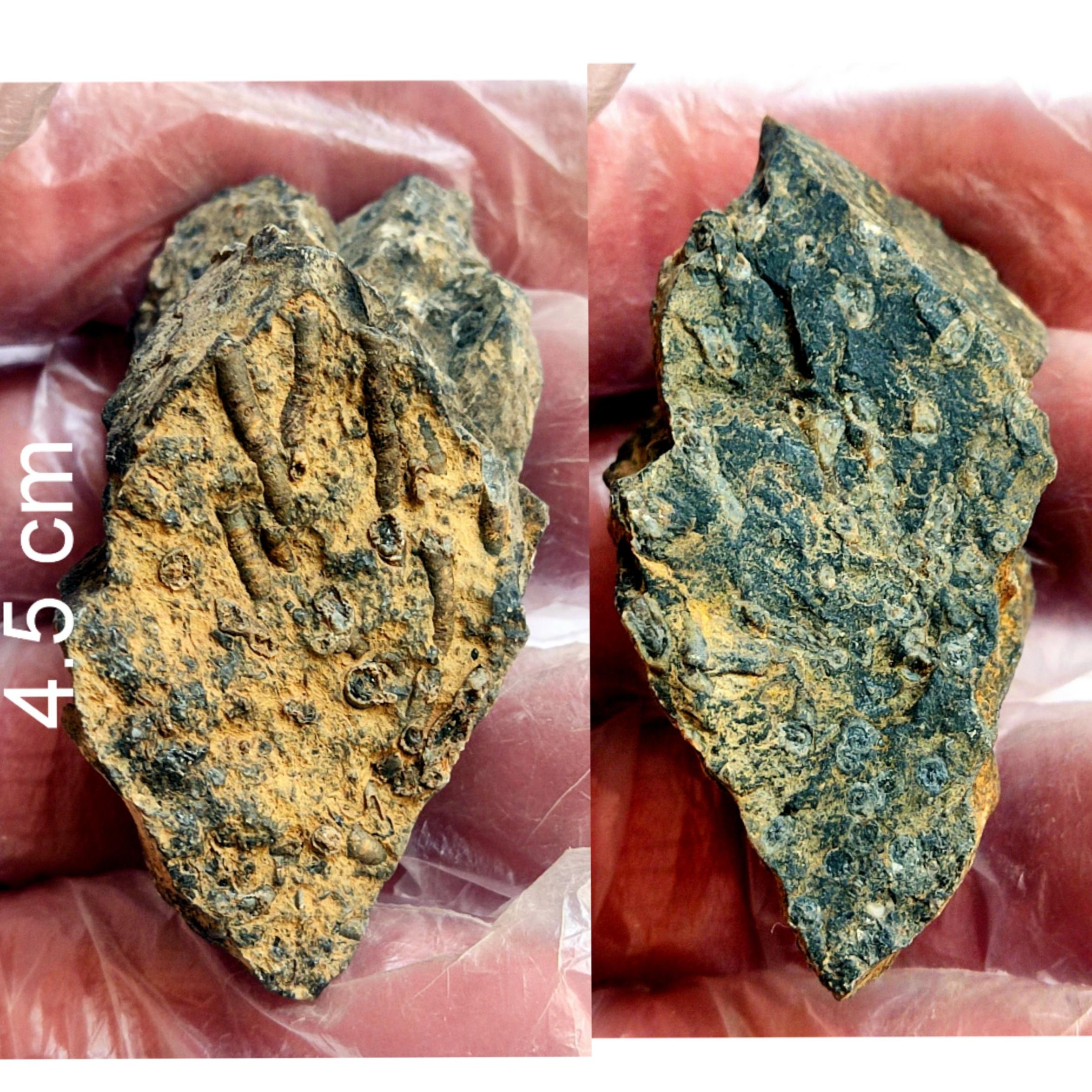 فسیل مرجان از کربنیفر تهران 2 رو