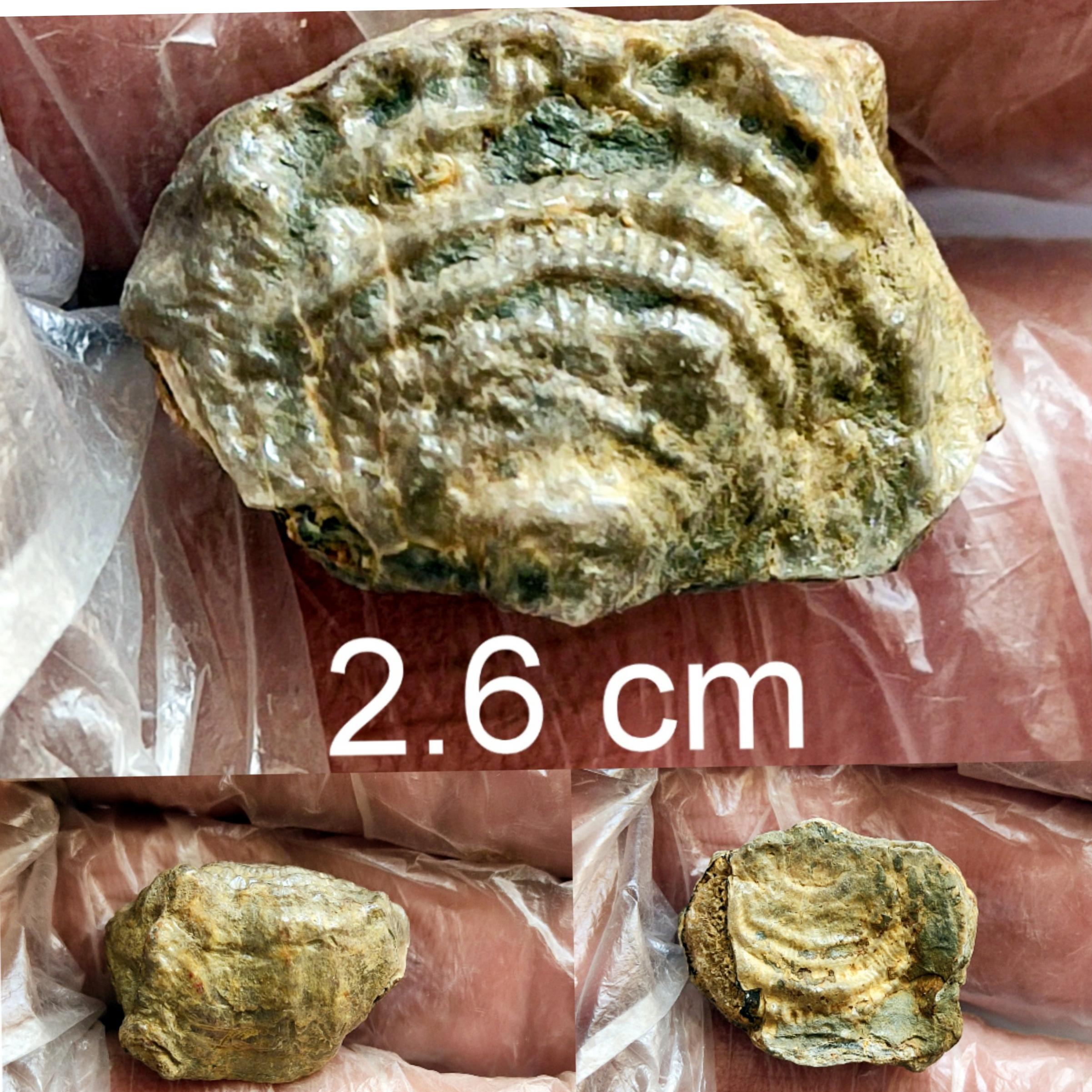 فسیل براکیوپود از کربنیفر 3 رو سالم و کامل