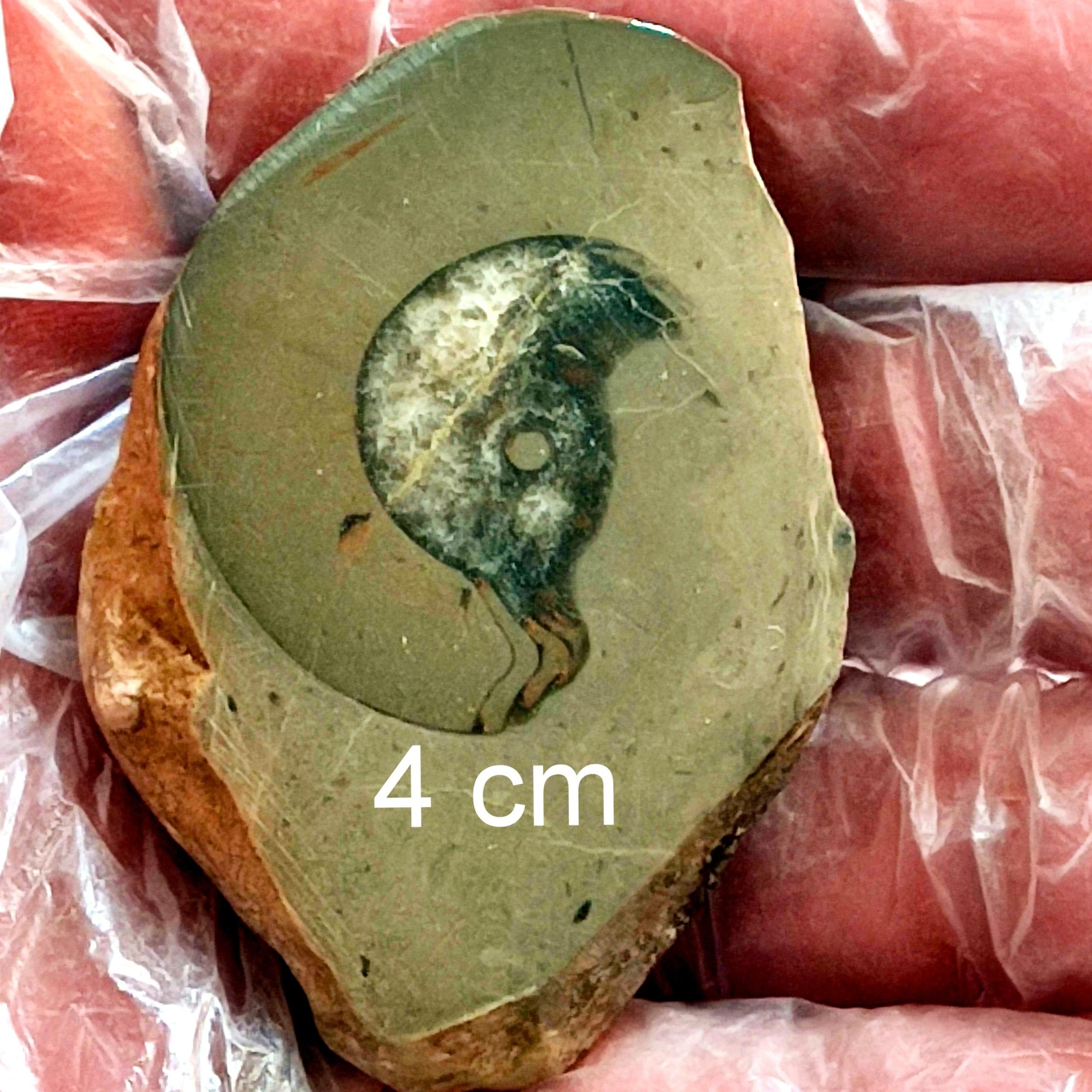 فسیل اسلایس سراتیت با حجرات مشهود