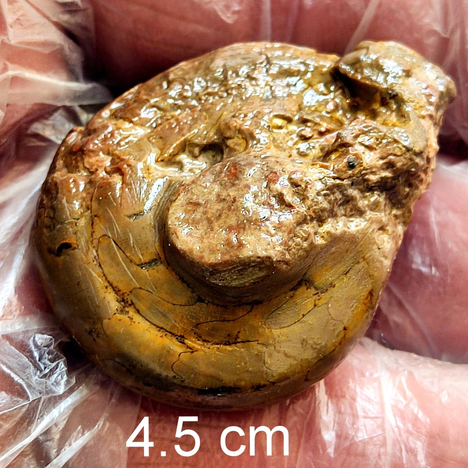 فسیل سراتیت اصل از مرز پرموتریاس آموزشی