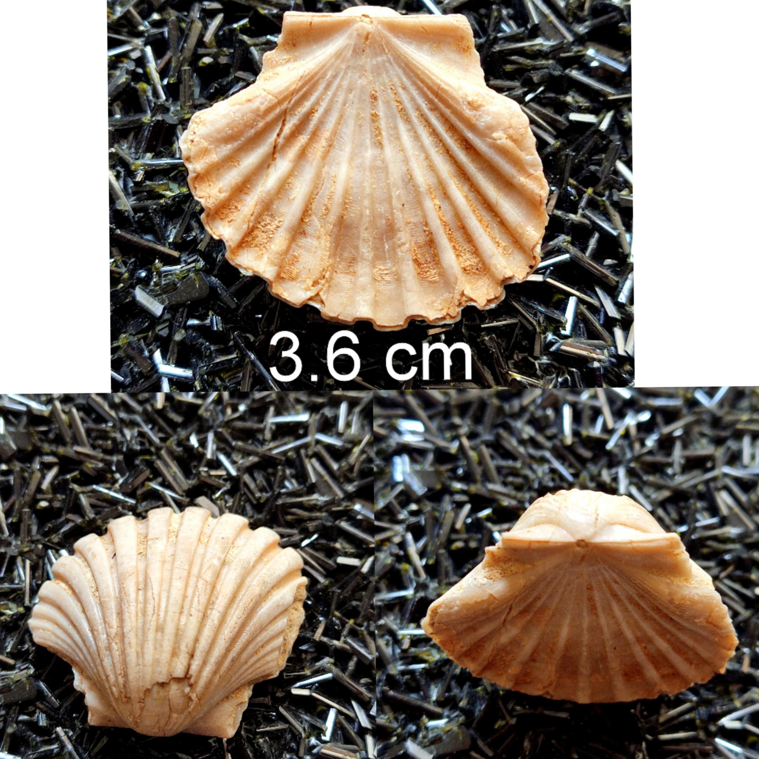 فسیل دوکفه ای پکتن 2رو تمیز شده