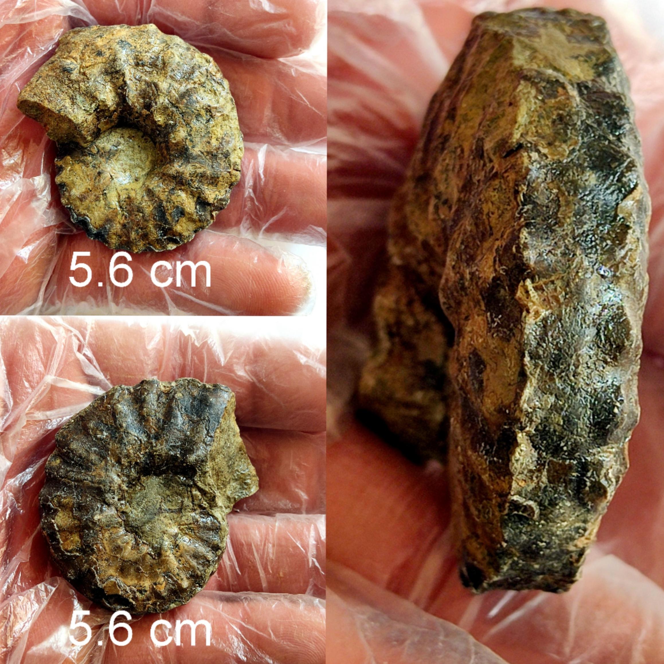 فسیل آمونیت کرتاسه کپه داغ 3 طرف تمیز
