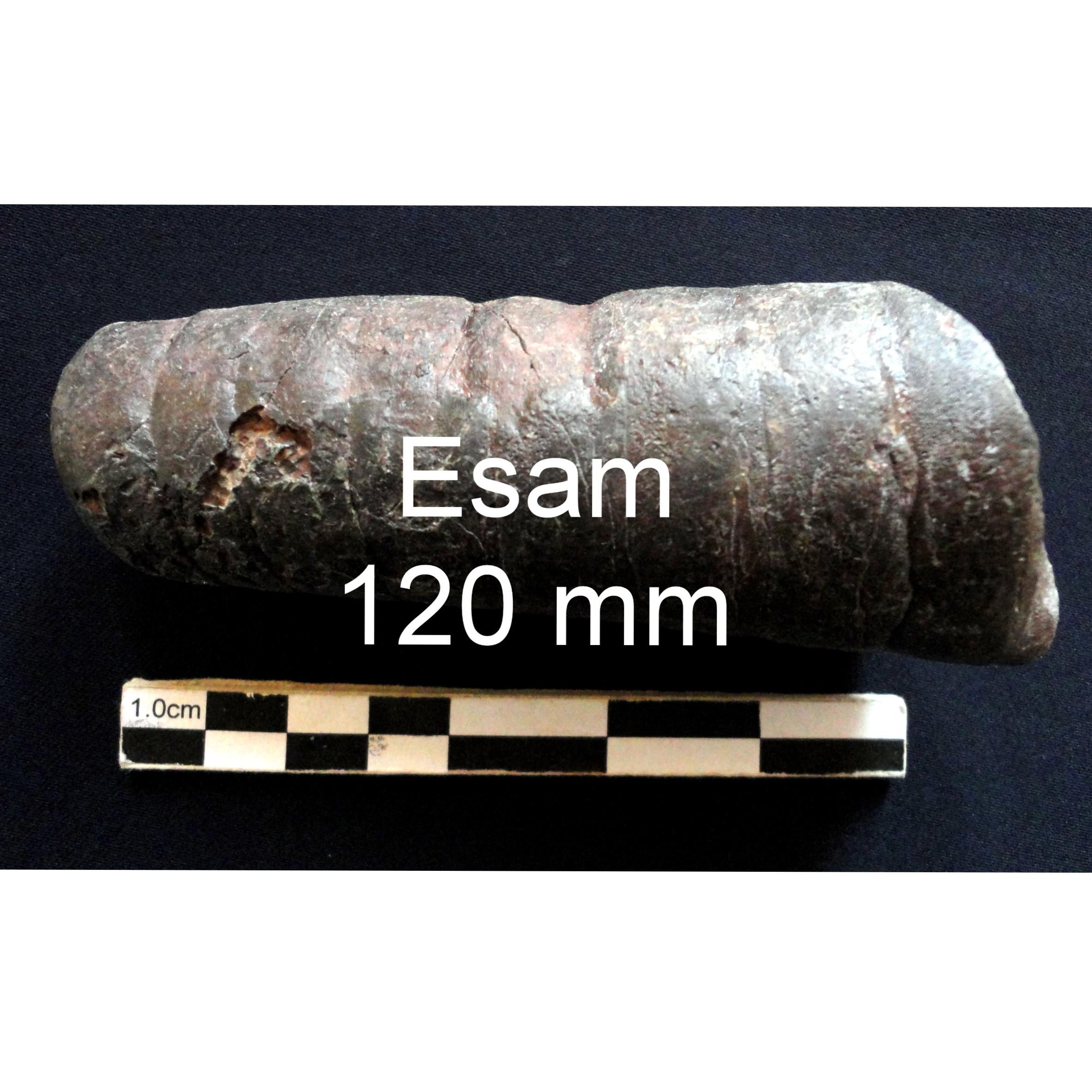 بزرگترین فسیل اورتوسراتیدا با تعیین سن علمی صحیح