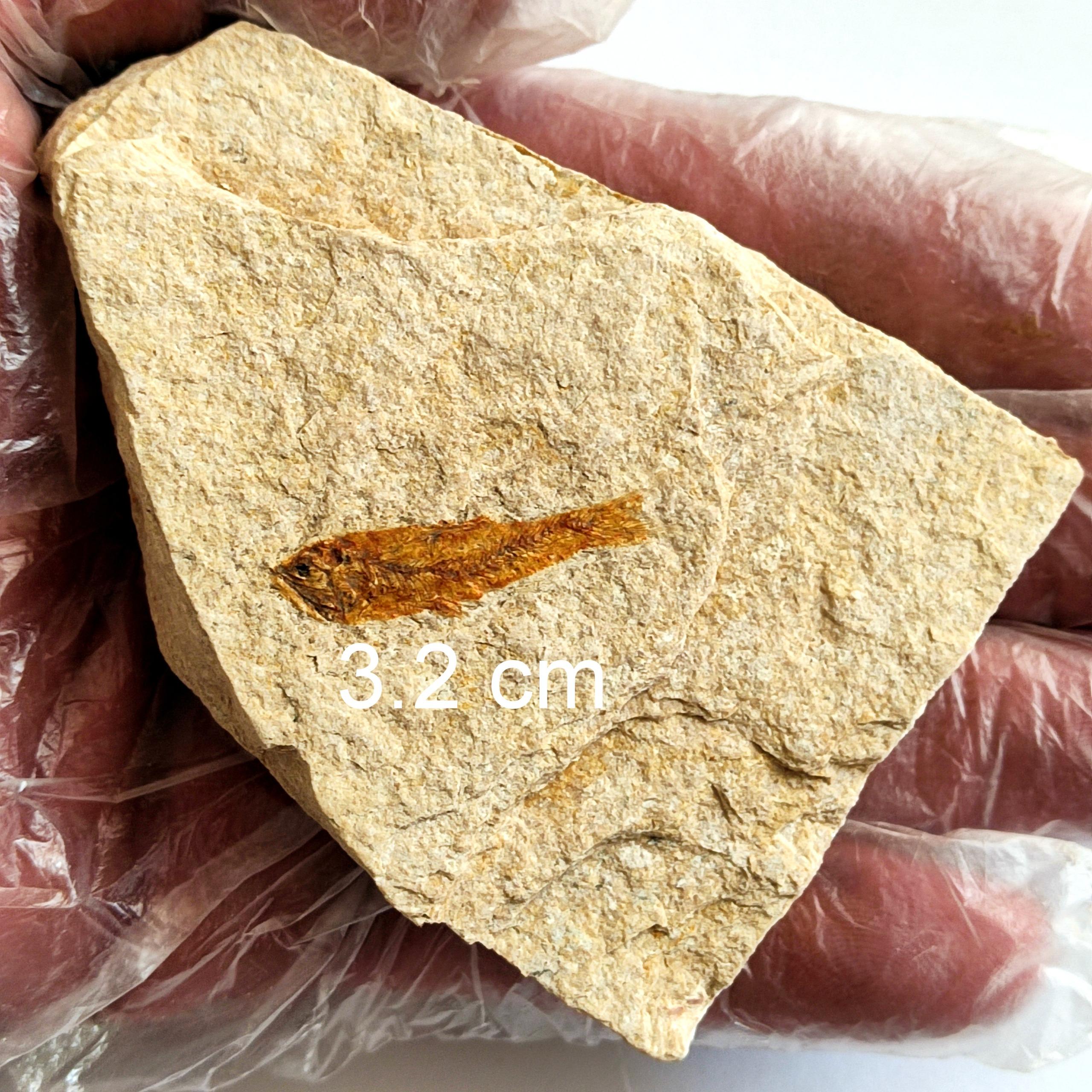 فسیل ماهی کامل، سالم و شارپ