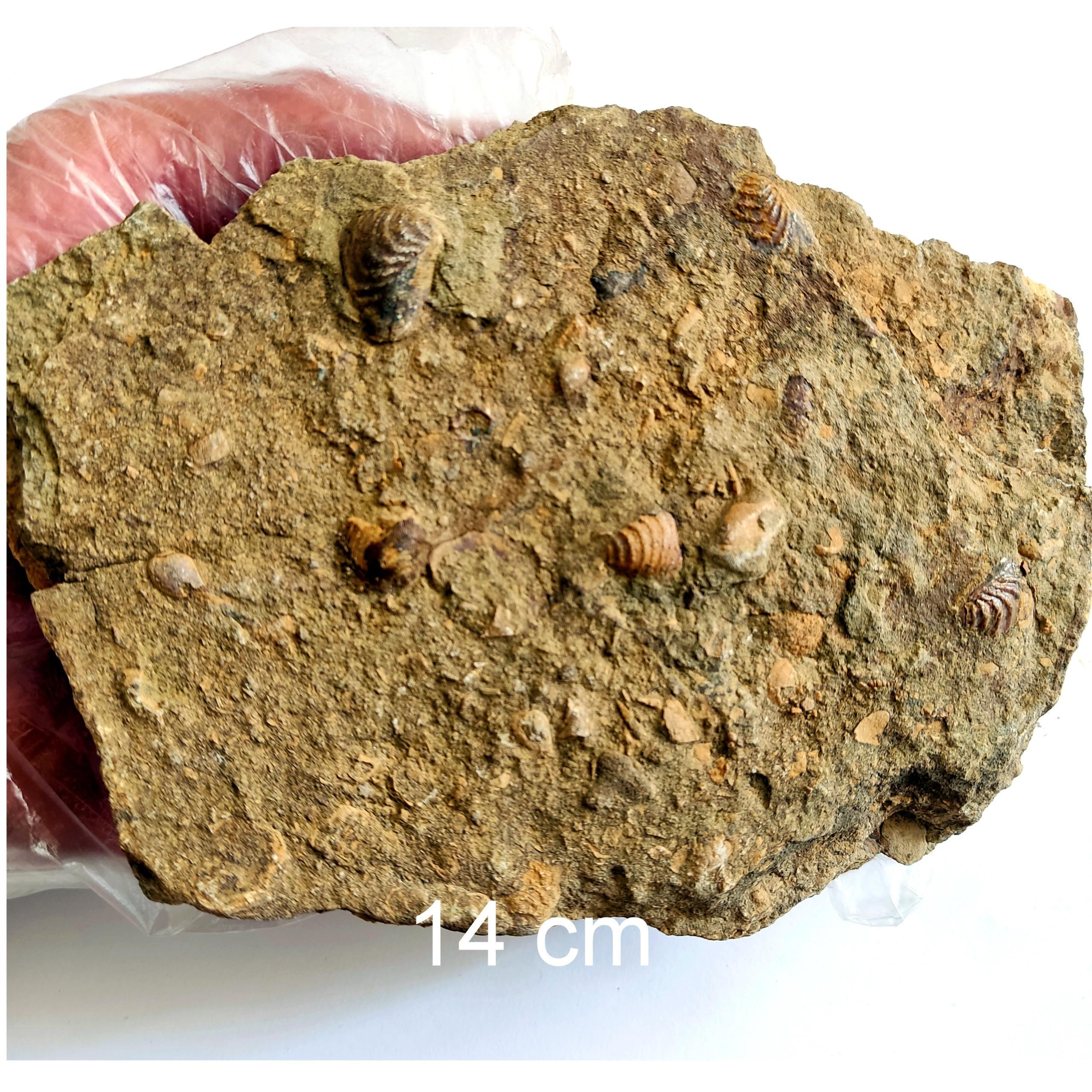 کلونی فسیل های دو کفه ای از ژوراسیک