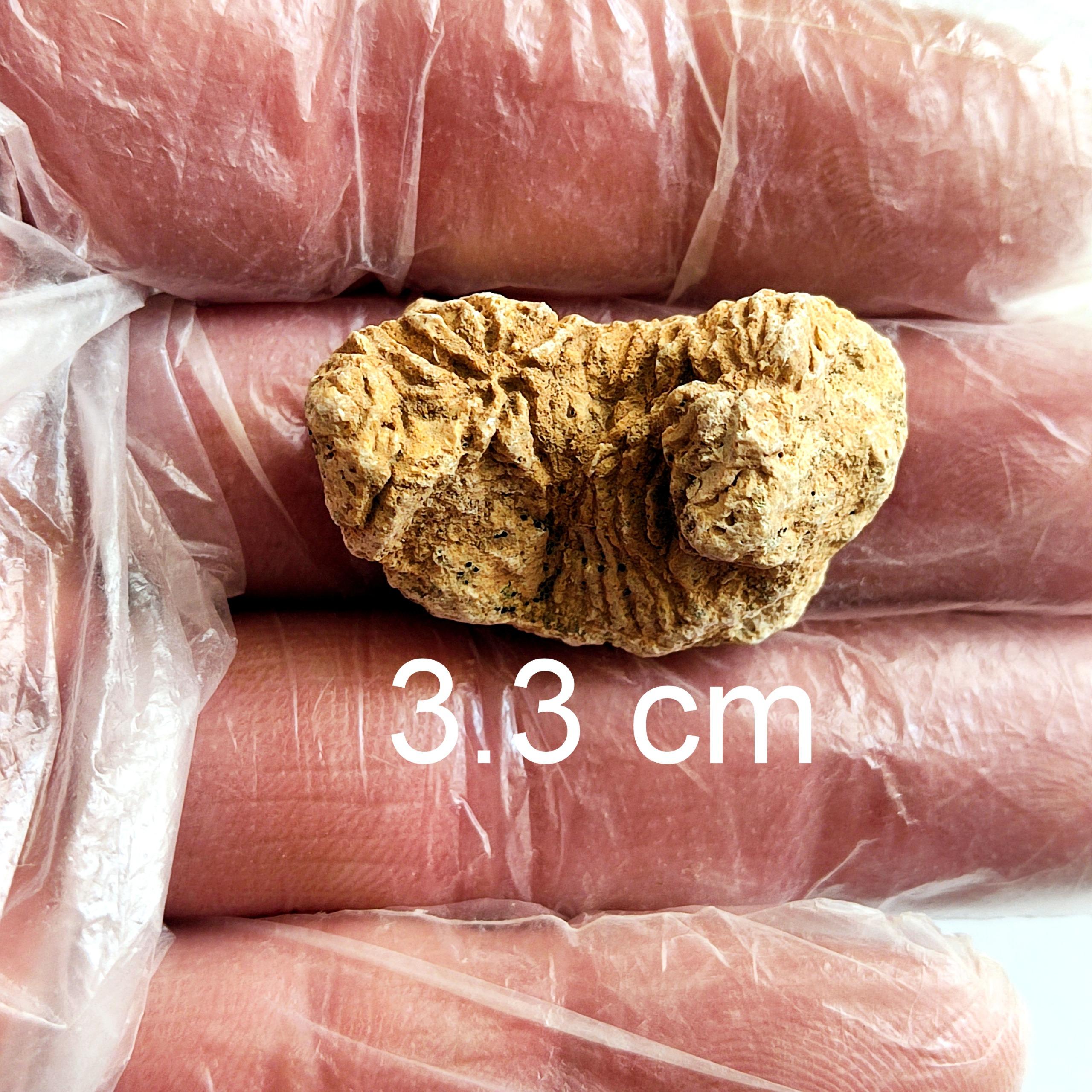 فسیل مرجان از زمان میوسن