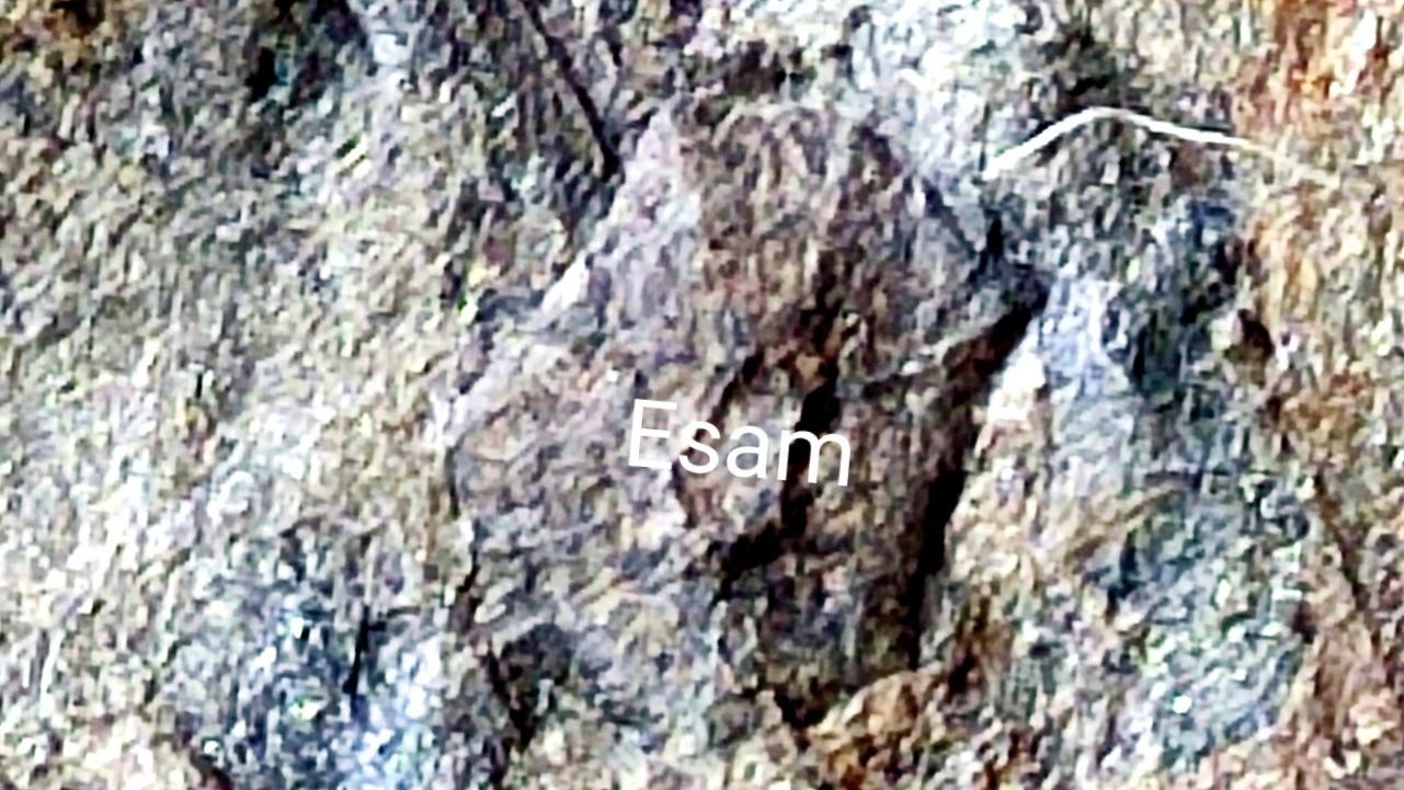 فسیل اولین گل ؟ یا اندام گل مانند مزوزوییک ایران