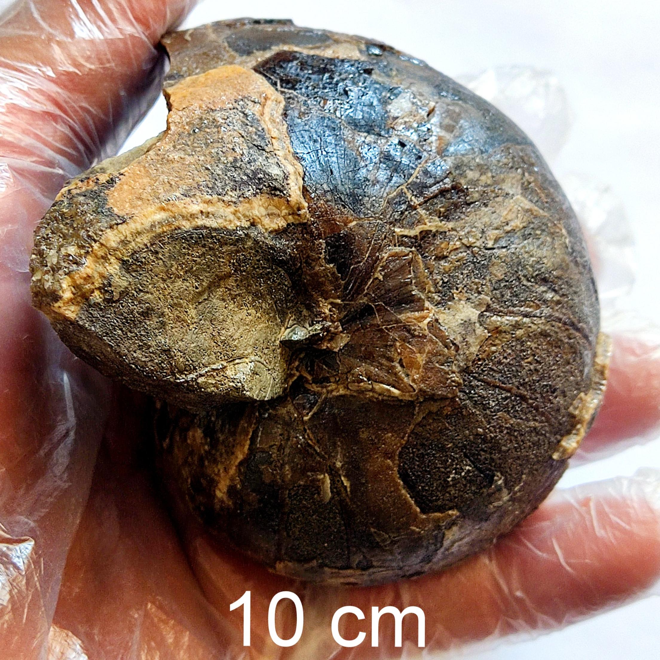 فسیل ناتیلوییداز کپه داغ با قیمت مناسب