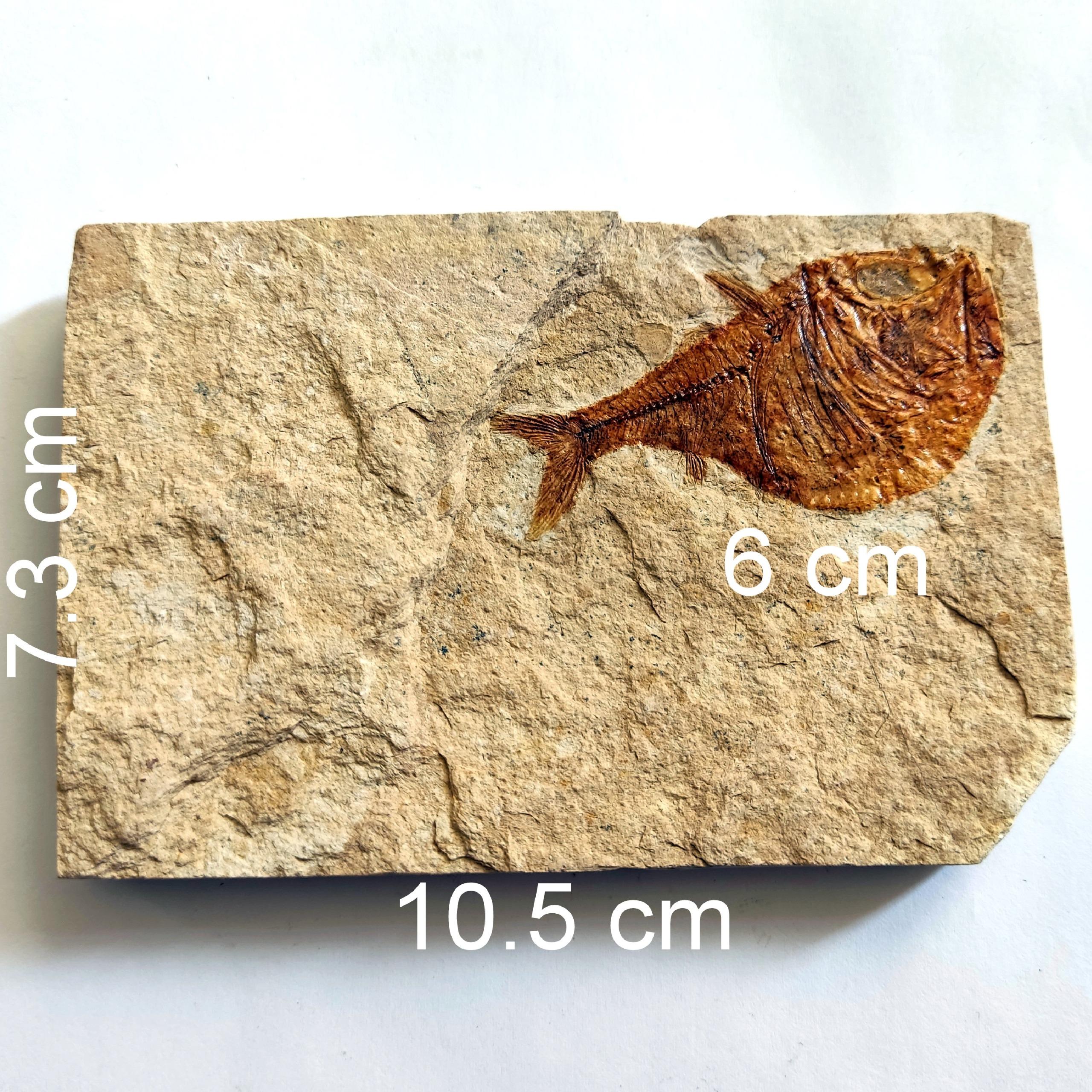 بزرگترین فسیل تبرماهی ایسام با نام صحیح نه عامیانه