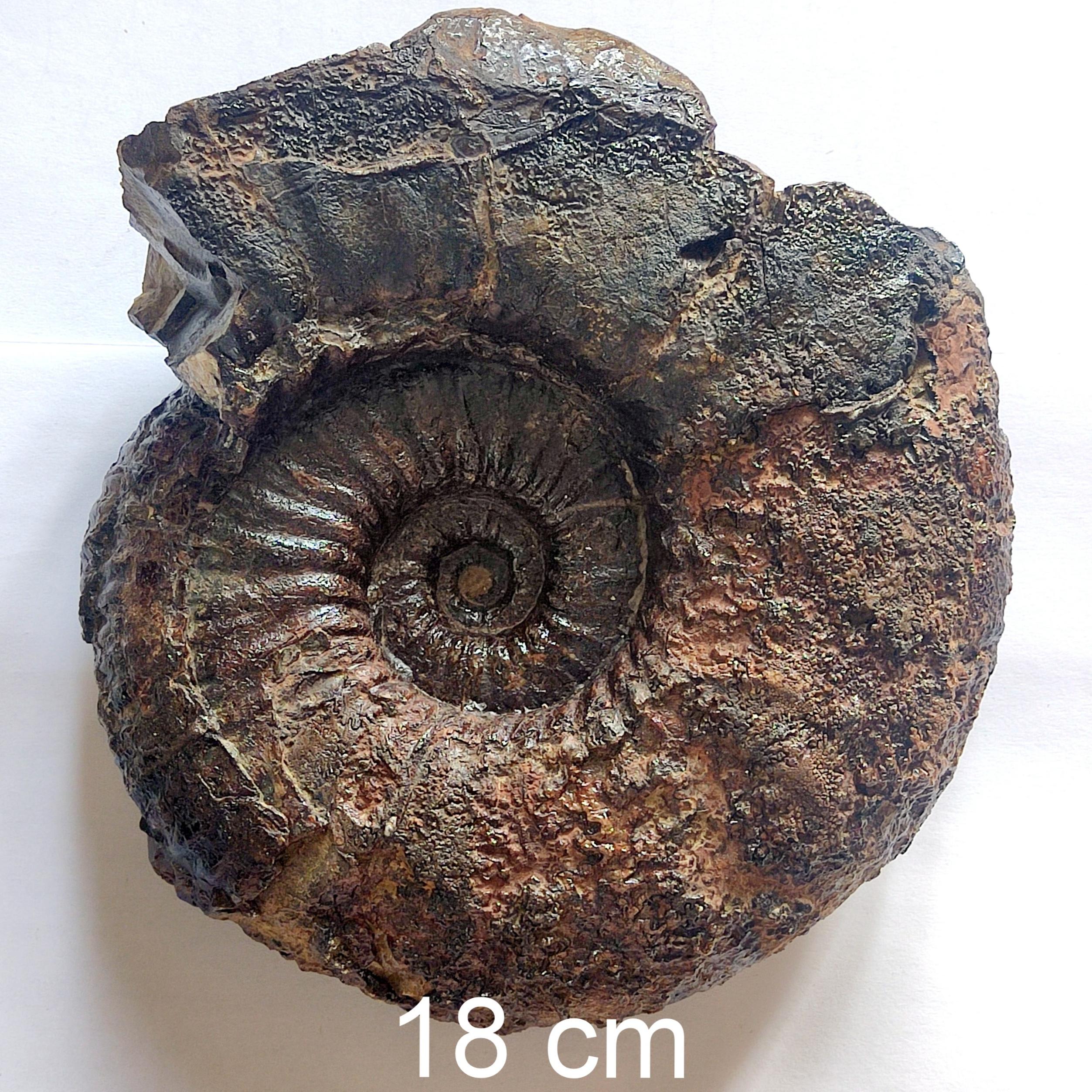 فسیل آمونیت مارپیچ کرتاسه کپه داغ سالم