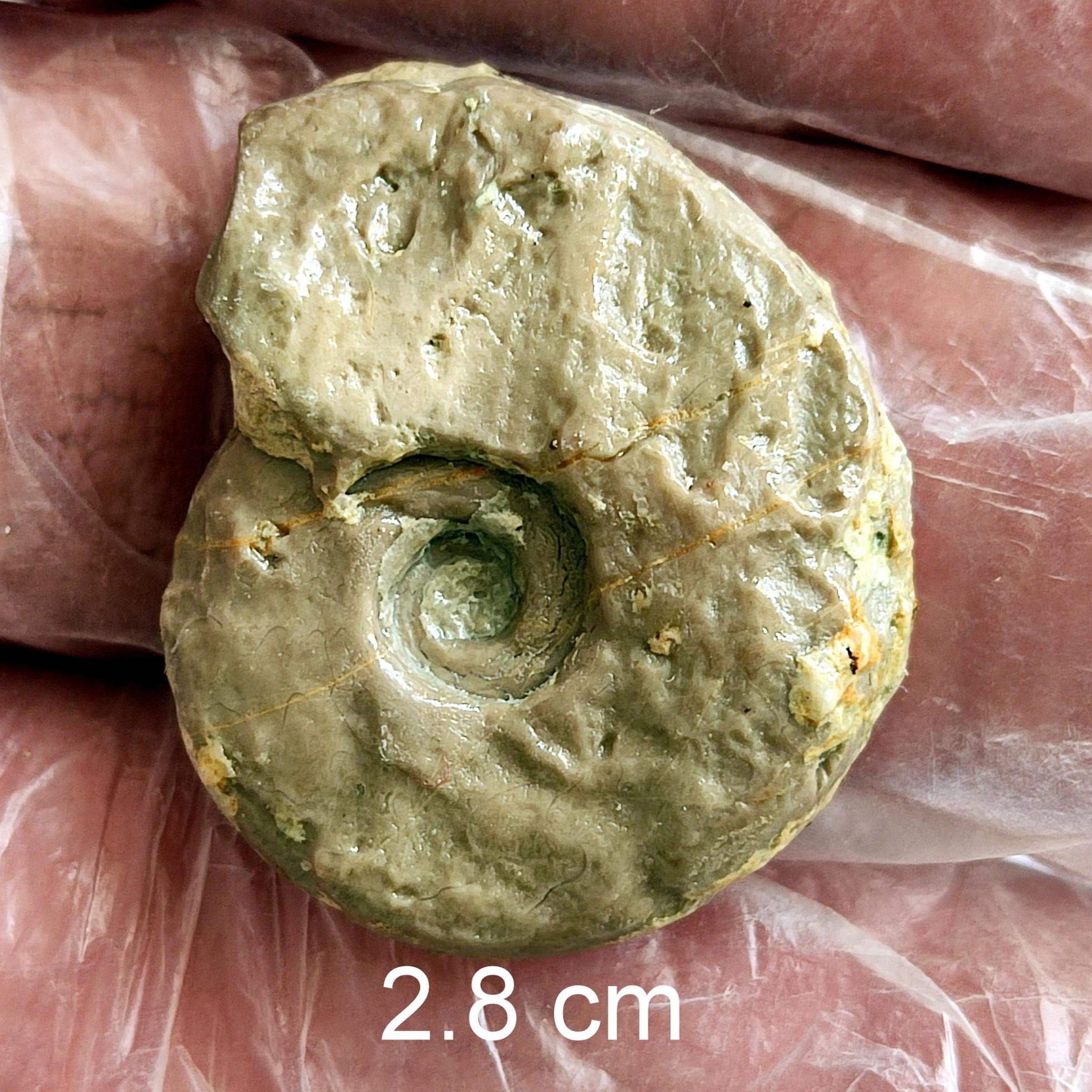 فسیل آمونیت از ژوراسیک