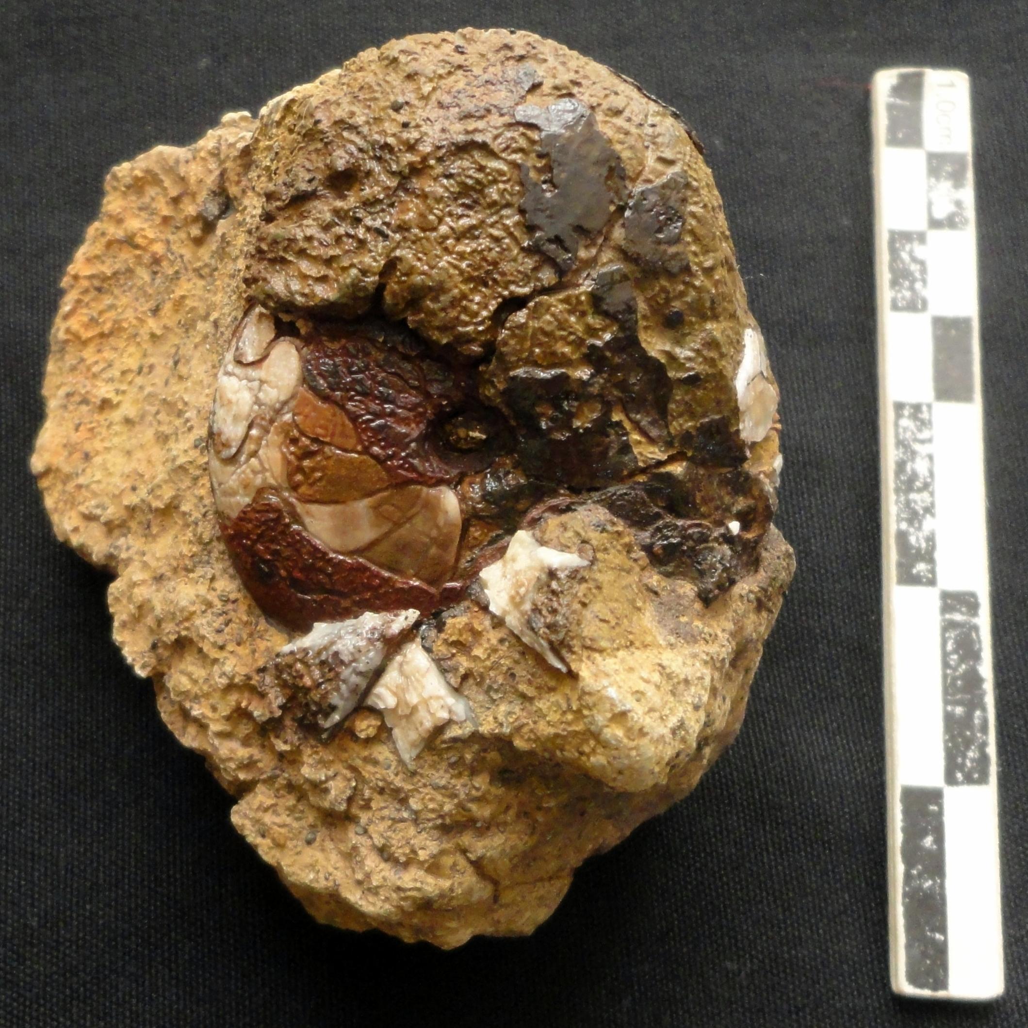 کاملترین فسیل گونیاتیت ایرانی با حفاظت کامل