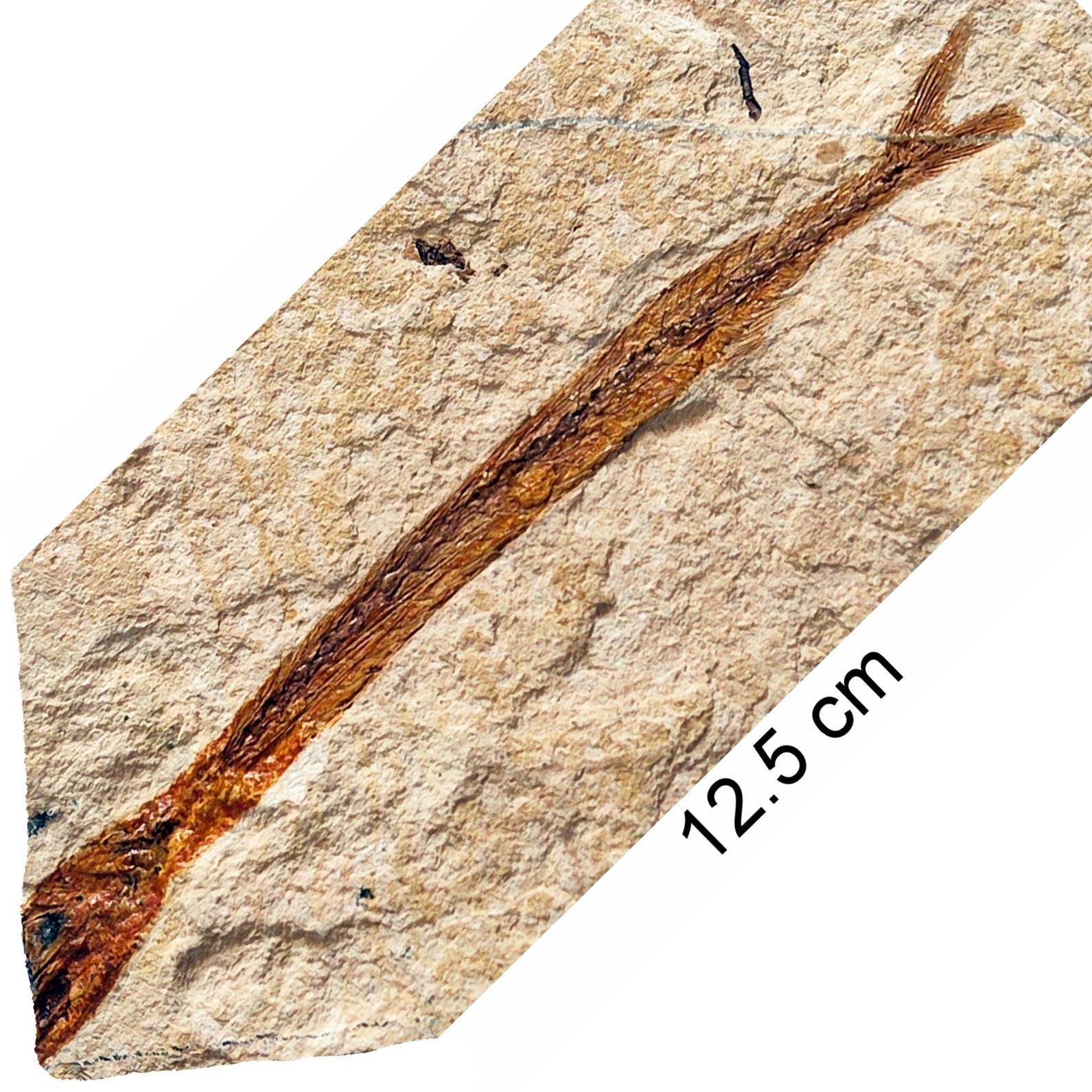 فسیل ماهی شکارچی تنها نمونه کامل ایران