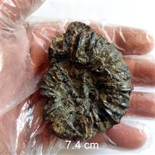 فسیل
