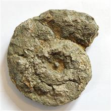 فسیل