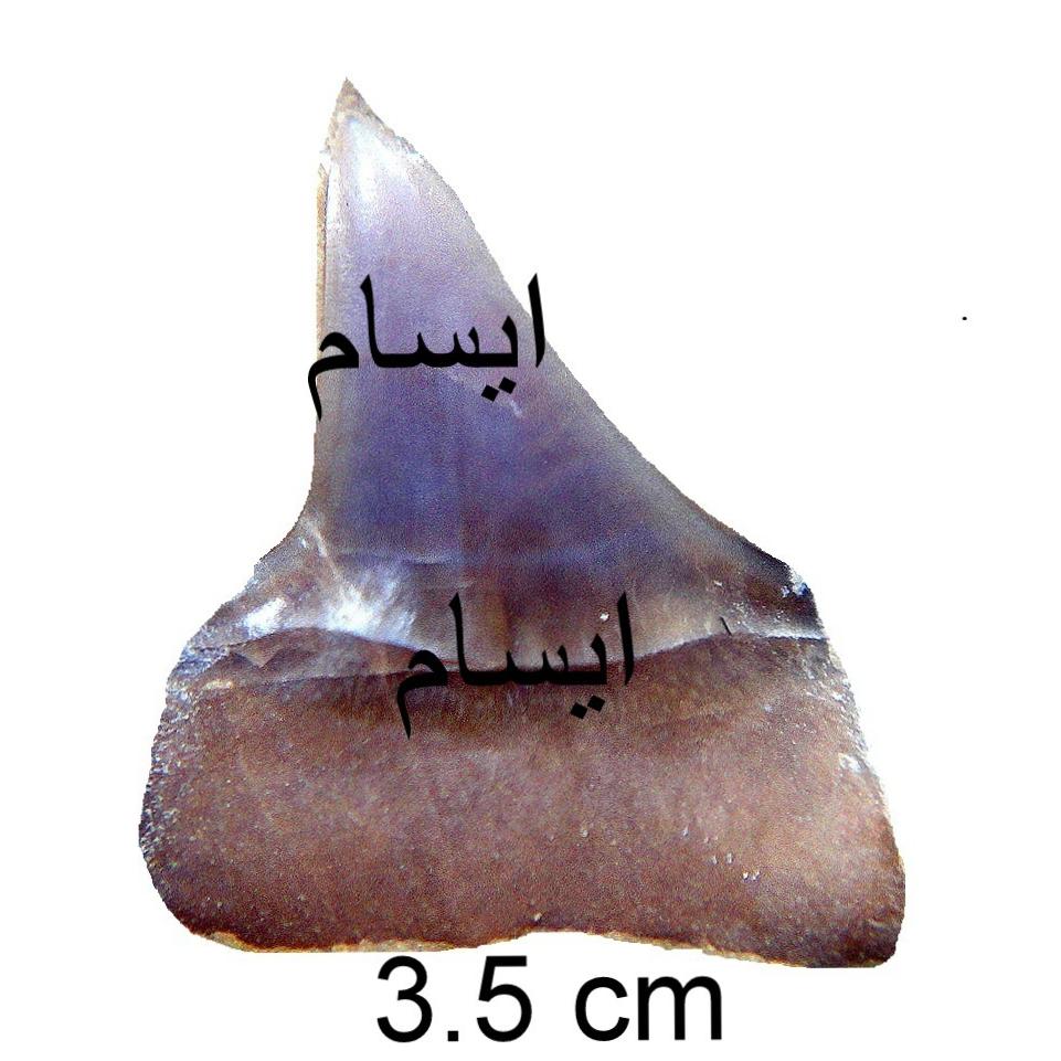 فسیل دندان کوسه ایران بدون توضیحات نادرست
