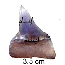 فسیل