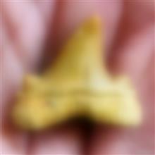 5فسیل