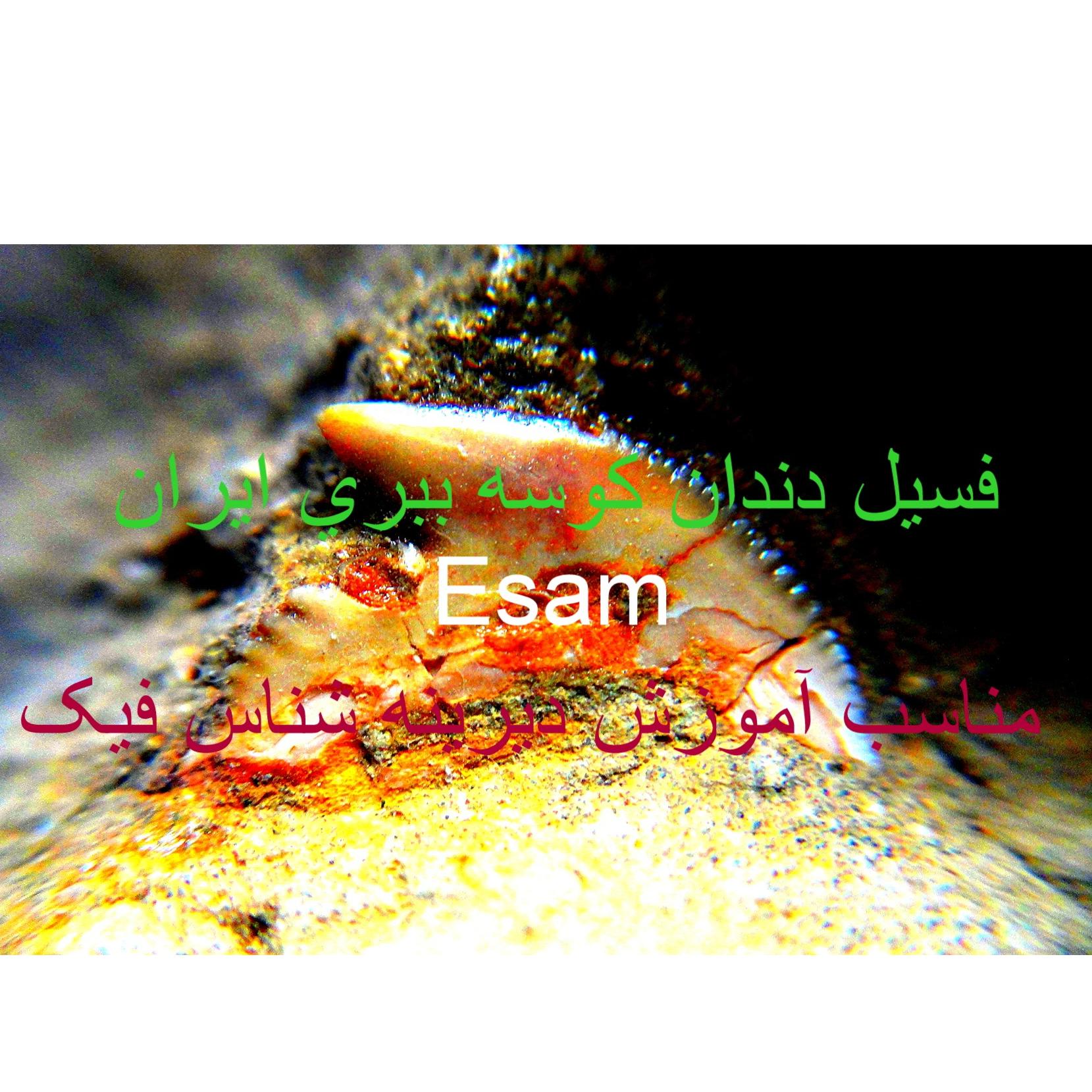 مرکزتخصصی فسیل دندان کوسه ایران ن تعویضی عوام