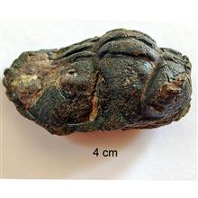 فسیل