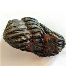 فسیل