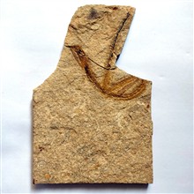 فسیل