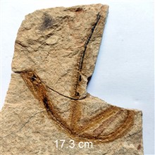 فسیل