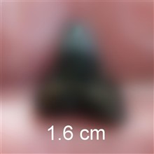 فسیل