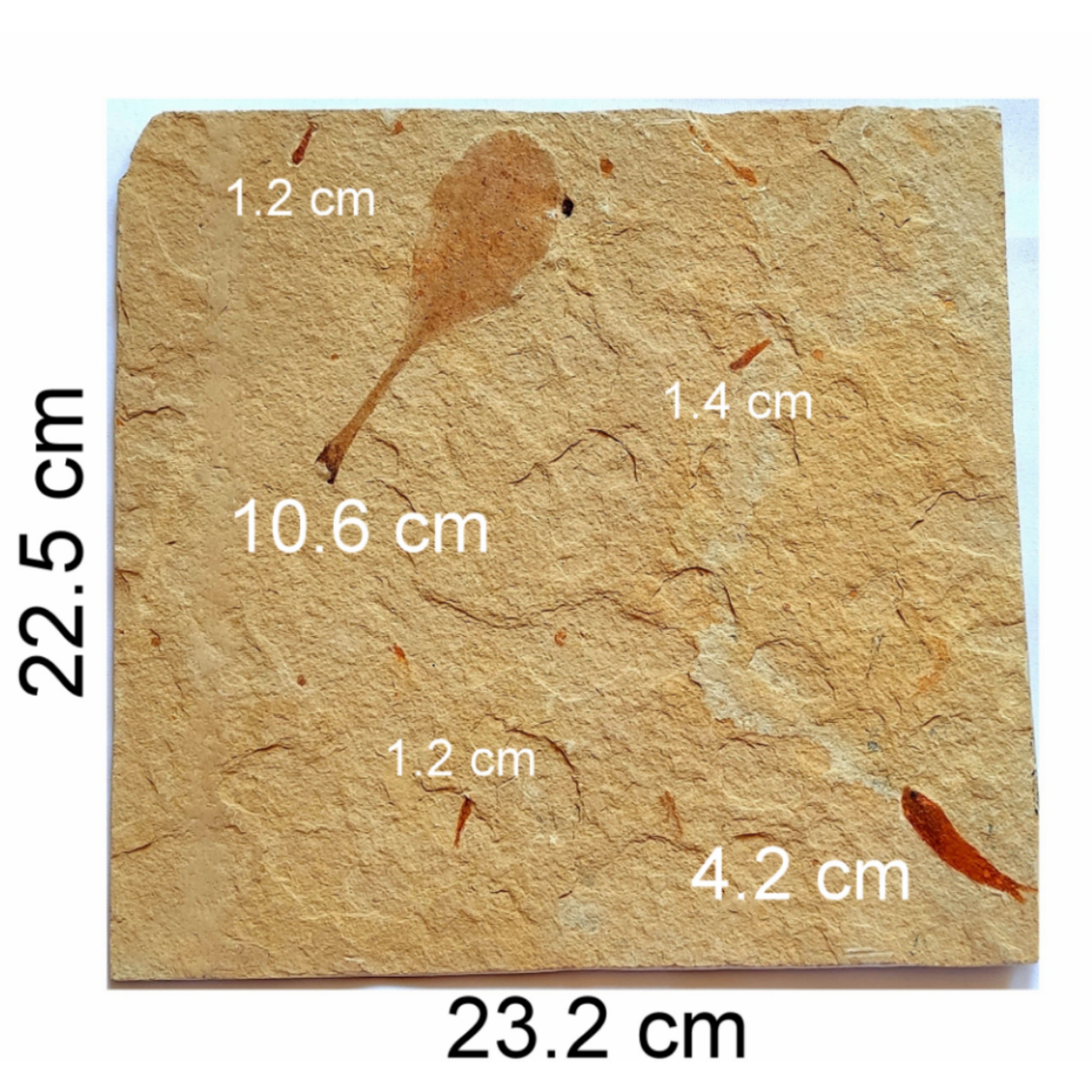 تابلوی Eocene فسیل 5برگ و ماهی برشی مناسب موزه