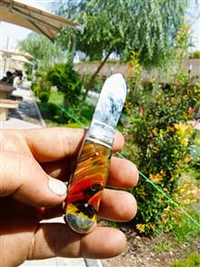 چاقوکلکسیون