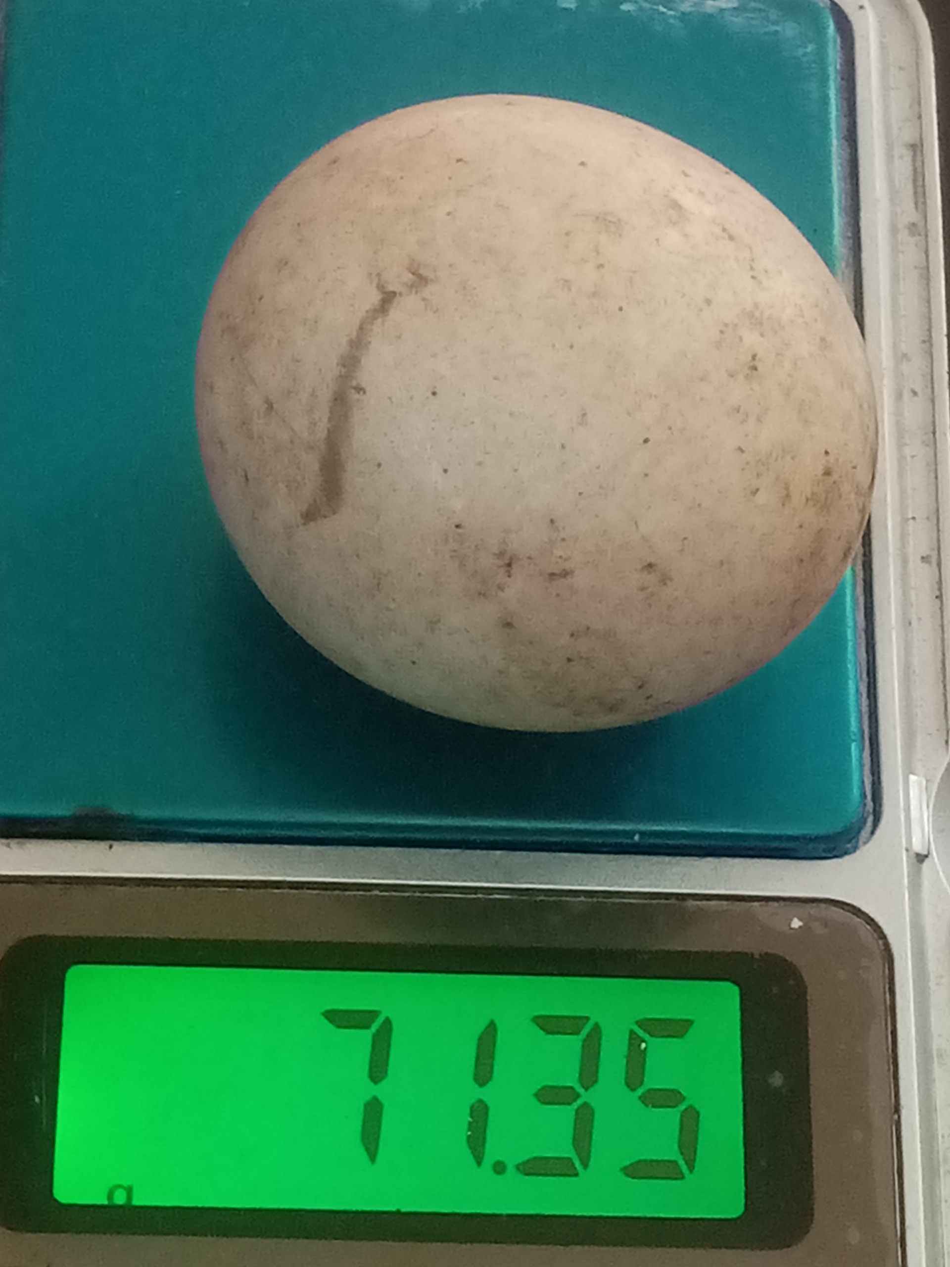 سنگ الماس آسیاب قدیمی 71گرم بافاگتور