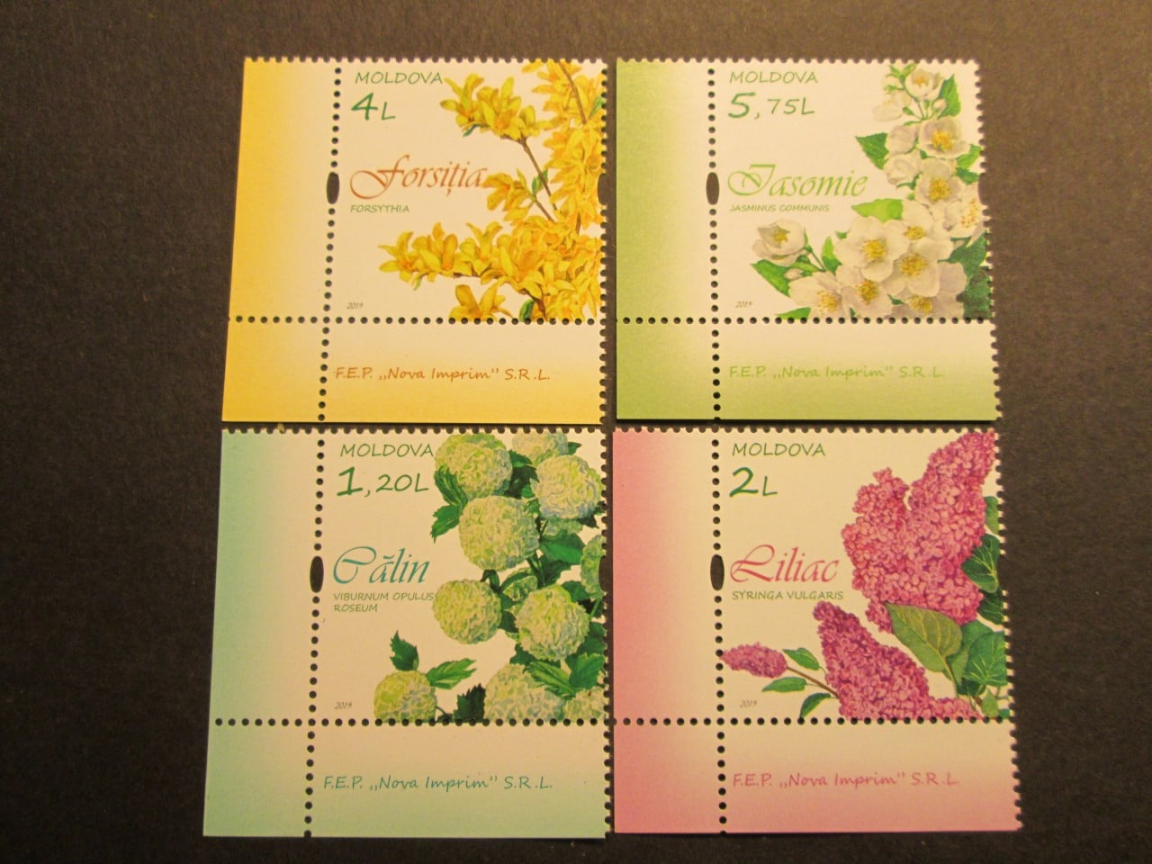 گلهای بهاری مولداوی با تب