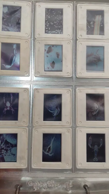 آلبوم اسلاید جانور شناسی