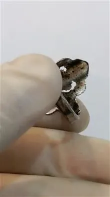 انگشتر