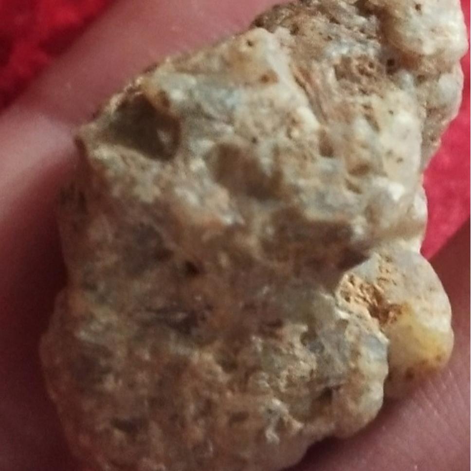 راف معدنی زیبا فسیل جانوری